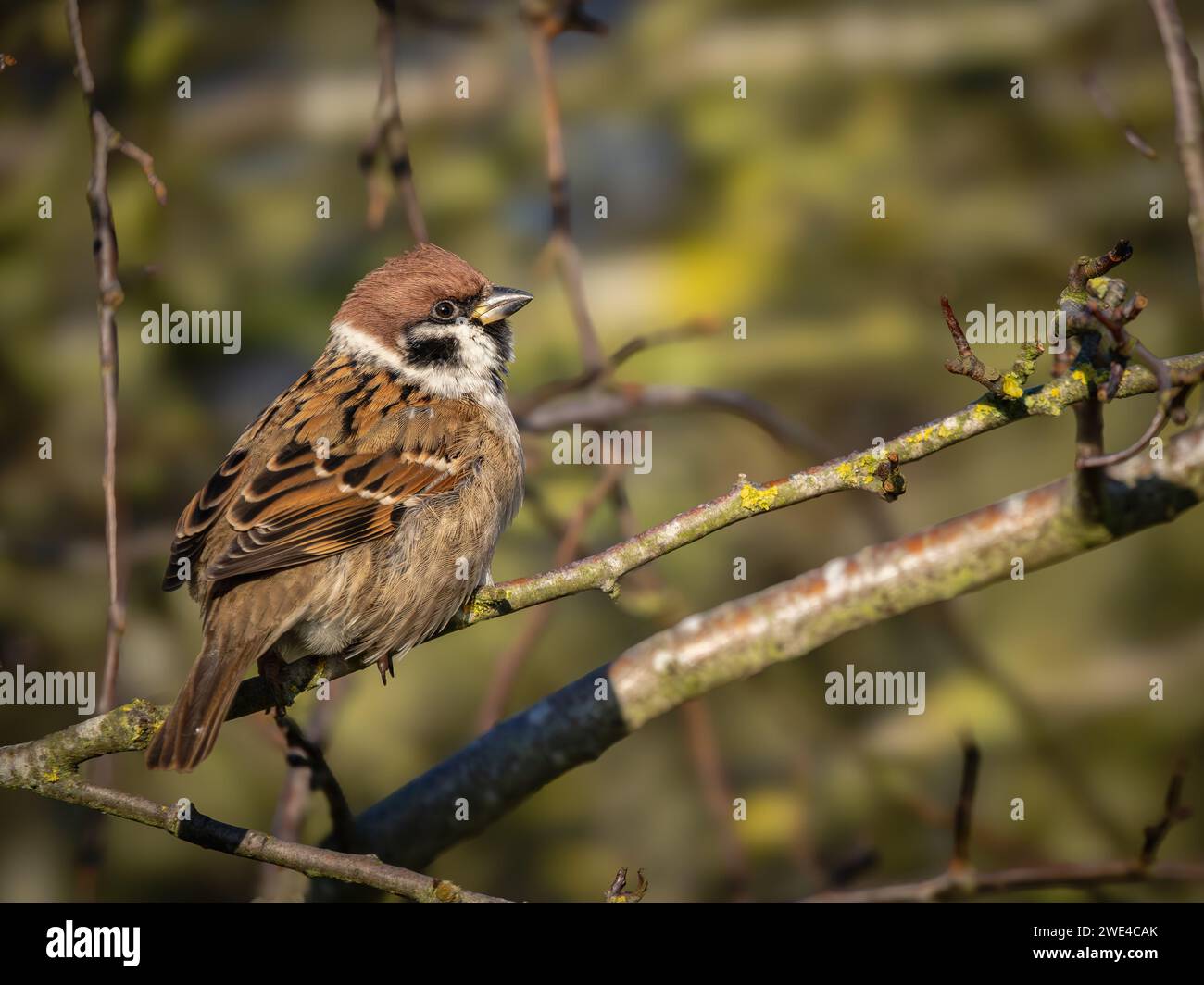 Eurasischer Baumsperling auf einem Zweig Stockfoto