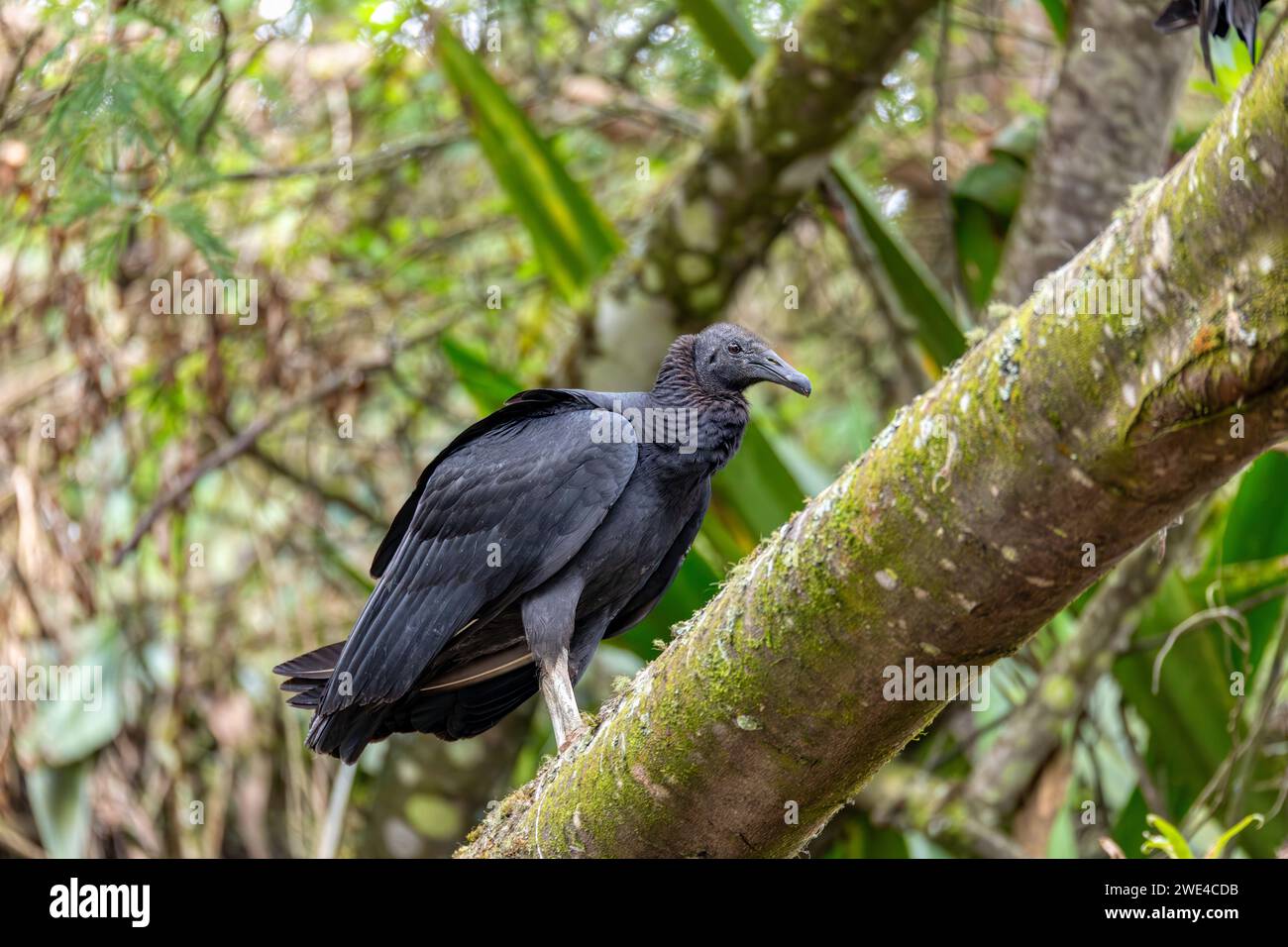 Schwarzgeier (Coragyps atratus), ein Vogel, der als amerikanischer Schwarzgeier, mexikanischer Geier, Zopilote, Urubu oder Gallinazo bekannt ist. Guatavita, Cundinamarca de Stockfoto