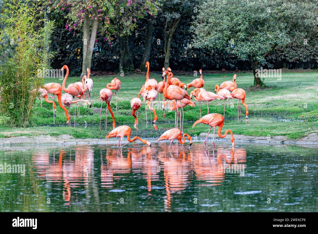 Amerikanischer Flamingo (Phoenicopterus ruber), bekannt als karibischer Flamingo. Große Flamingoarten. Reserva Natural Bioparque Wakata. Briceno munici Stockfoto