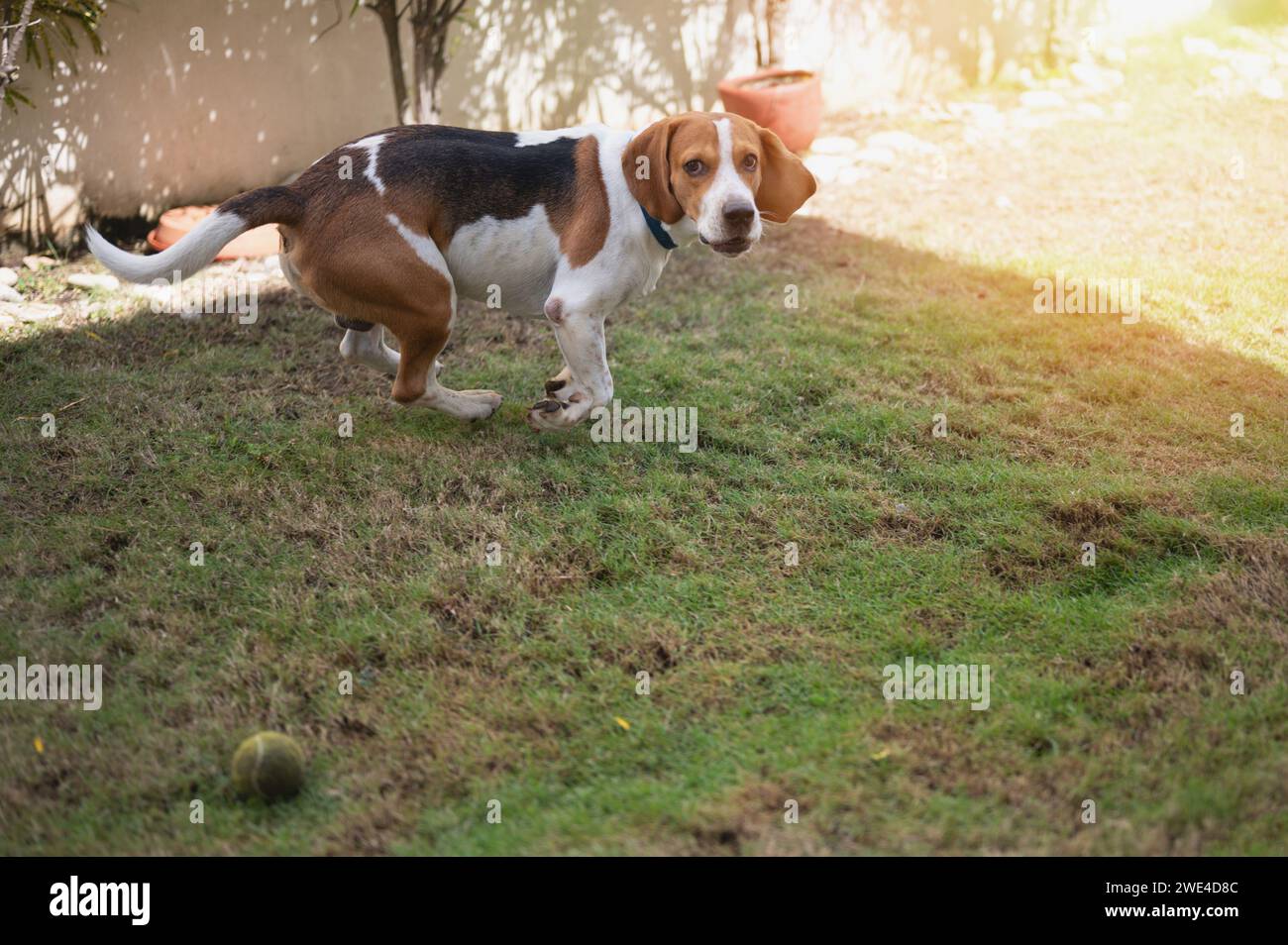 Lustiger Beagle-Hundesport auf Terrassenrasen aus nächster Nähe Stockfoto