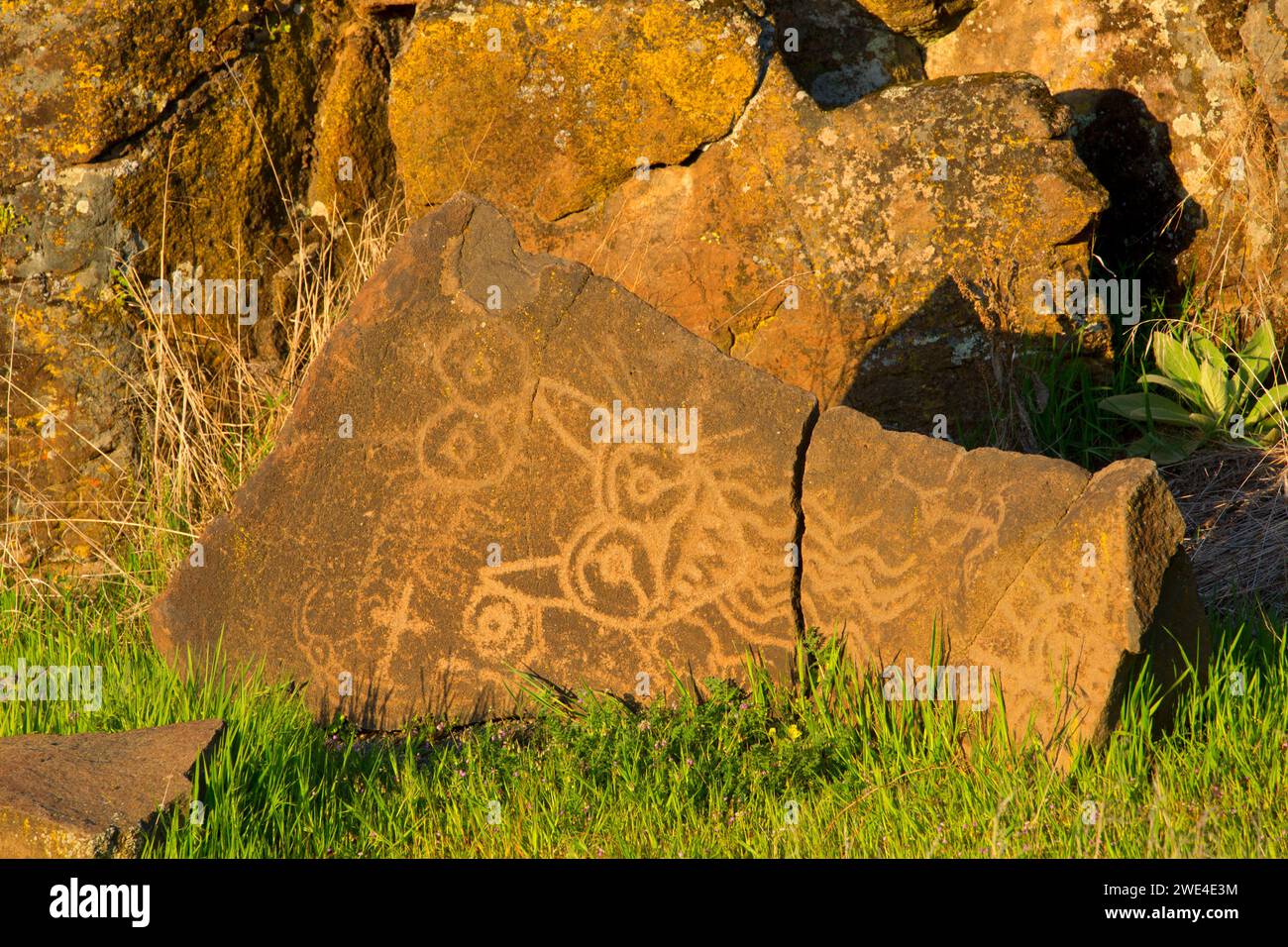 Petroglyph Trail Felskunst, Columbia Hills State Park, Columbia River Gorge National Scenic Area, Washington Stockfoto