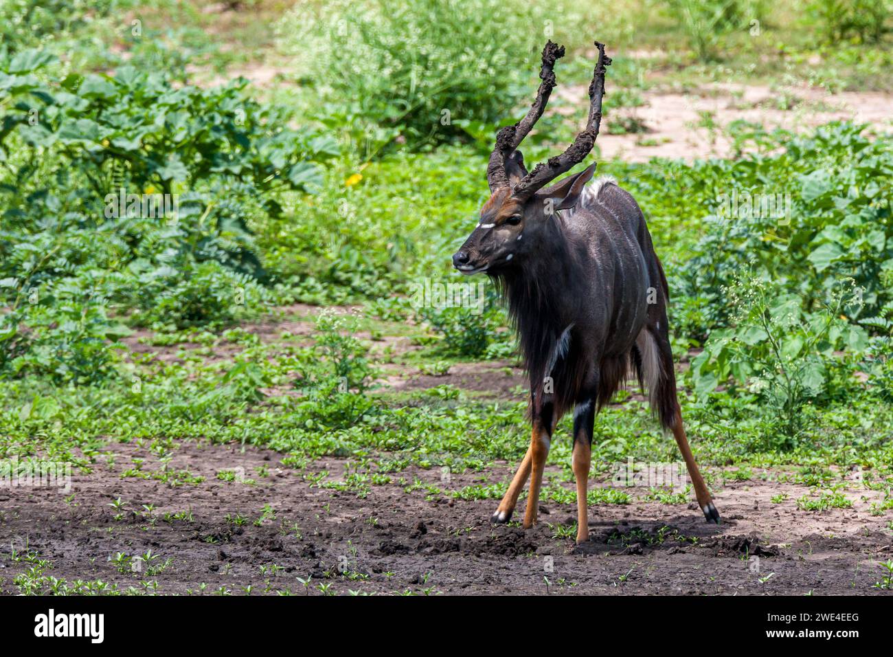 Eswatini, Swasiland, Hlane Royal National Park, Nyala (Tragelaphus angasii), männlich Stockfoto