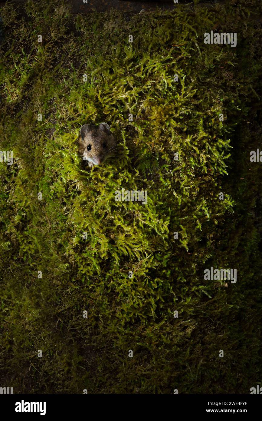 Holzmaus Apodemus sylvaticus UK guckt aus einem Loch Stockfoto