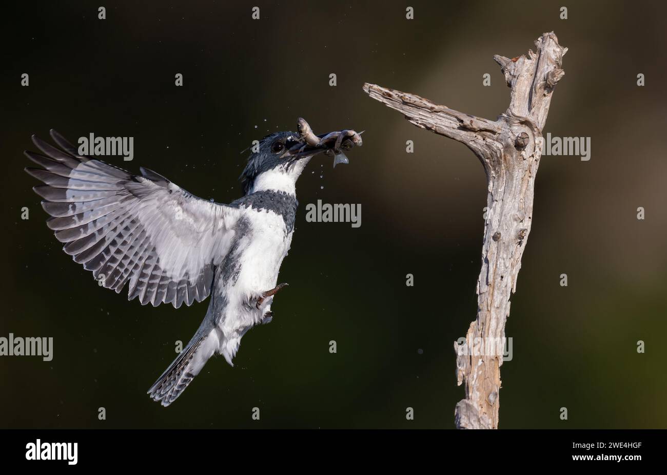 eisvogelfischen in Florida Stockfoto