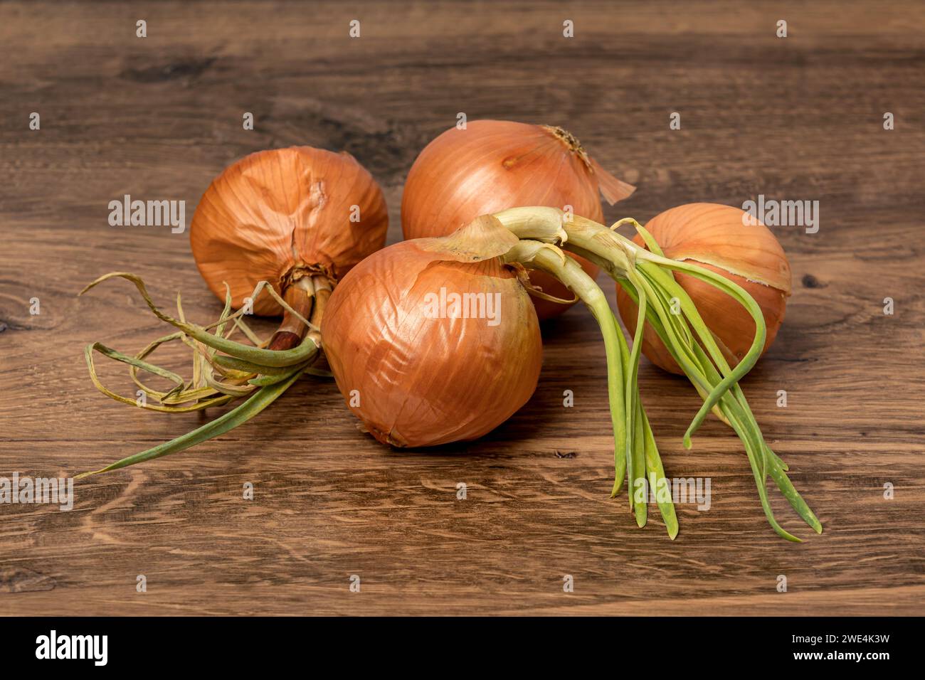 Zwiebeln sprießen während der Lagerung. Konzept für Lagerung von Produkten, Gartenarbeit und verdorbene Lebensmittel. Stockfoto