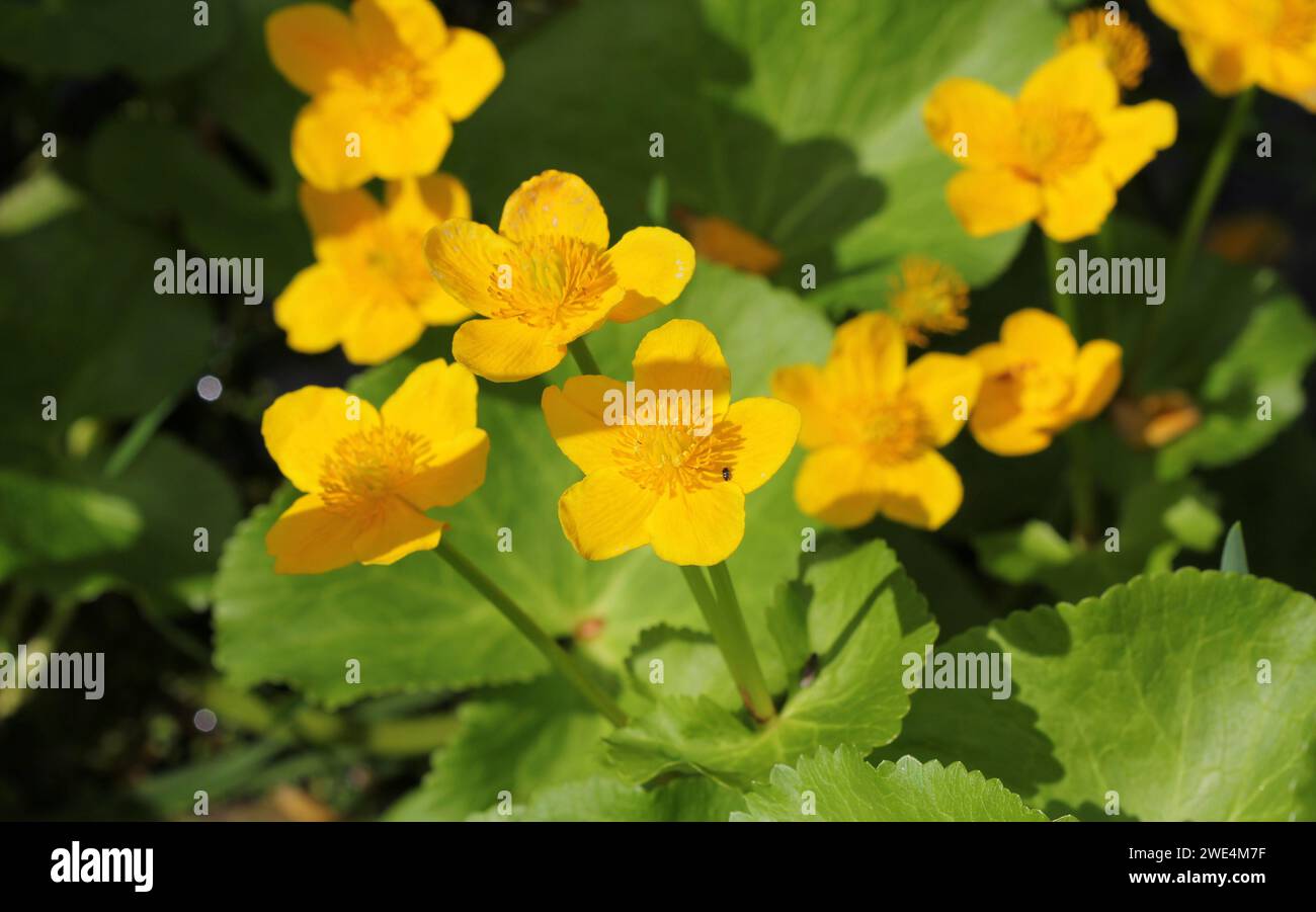 Die wunderschön leuchtend gelben Marsh Marigolds, Caltha palustris Stockfoto