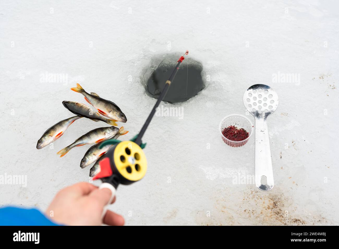 Winterfischkonzept mit Angelrute in der Hand des Fischers, Blutwurmköder und Barschfischfang in der Nähe des Eislochs Stockfoto