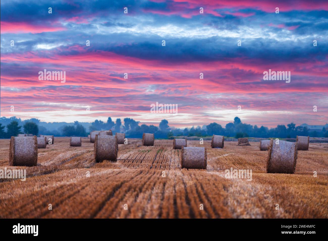 Ländliche Landschaft mit runden trockenen Heuballen und rosa dramatischem Sonnenuntergang. Landwirtschaftliche Szene Stockfoto