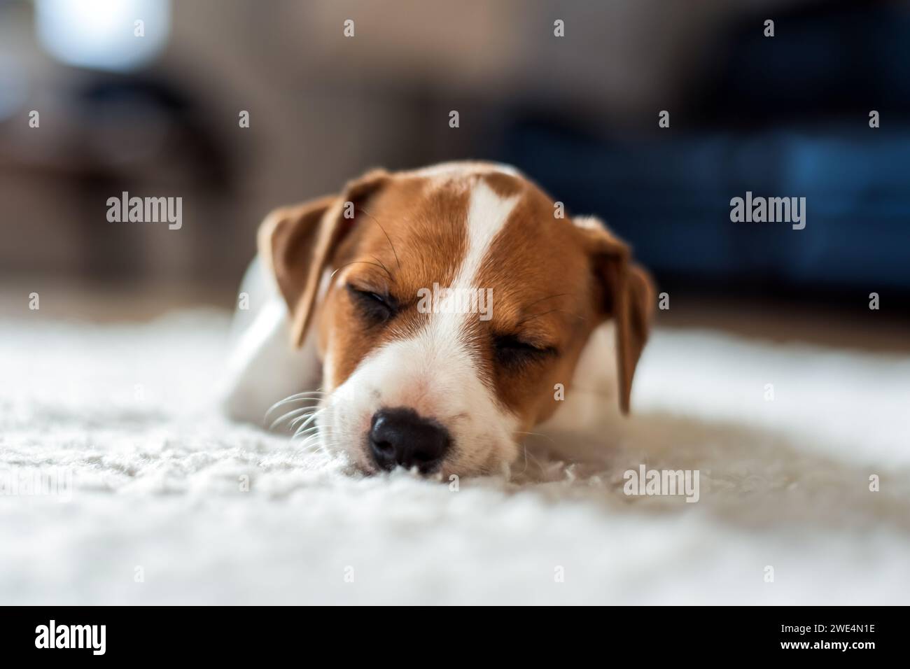 Ein Jack Russel Terrier Welpe schläft auf weißem Teppich. Hunde- und Haustierfotografie Stockfoto