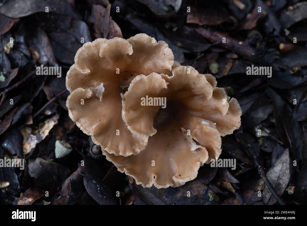 Taplow, Großbritannien. 31. Oktober 2023. Pilze in den Gärten des National Trust in Cliveden in Taplow, Buckinghamshire. Kredit: Maureen McLean/Alamy Stockfoto