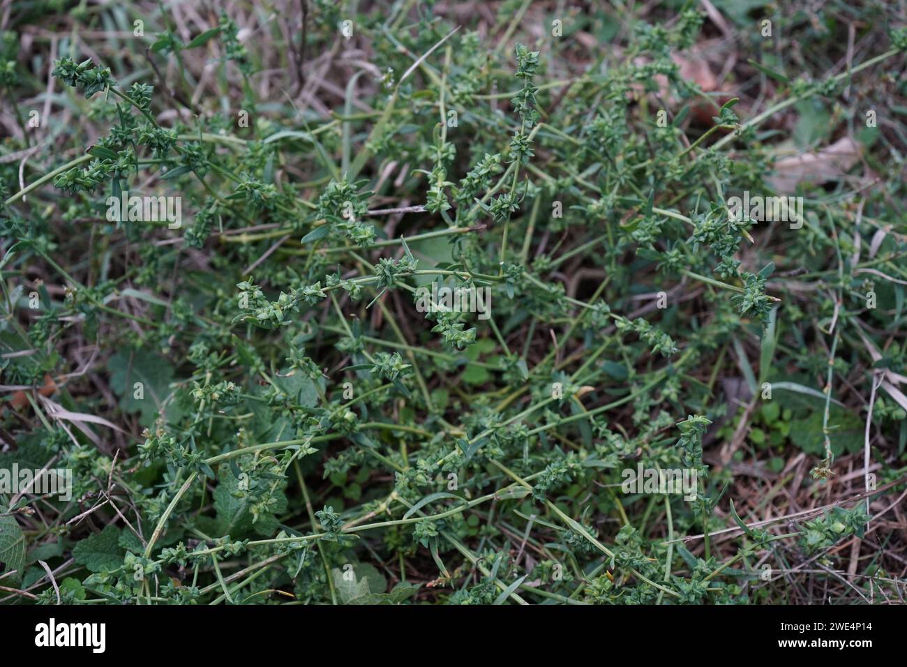 Saltbush, Orache auch Orach (Atriplex) geschrieben Stockfoto