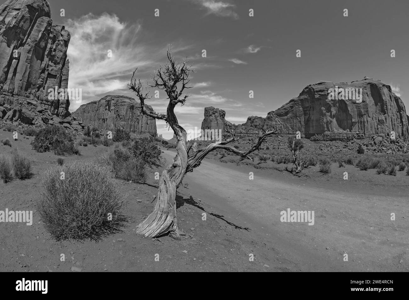 Trockener Baum in der Wüste, Monument Valley, Utah, USA Stockfoto