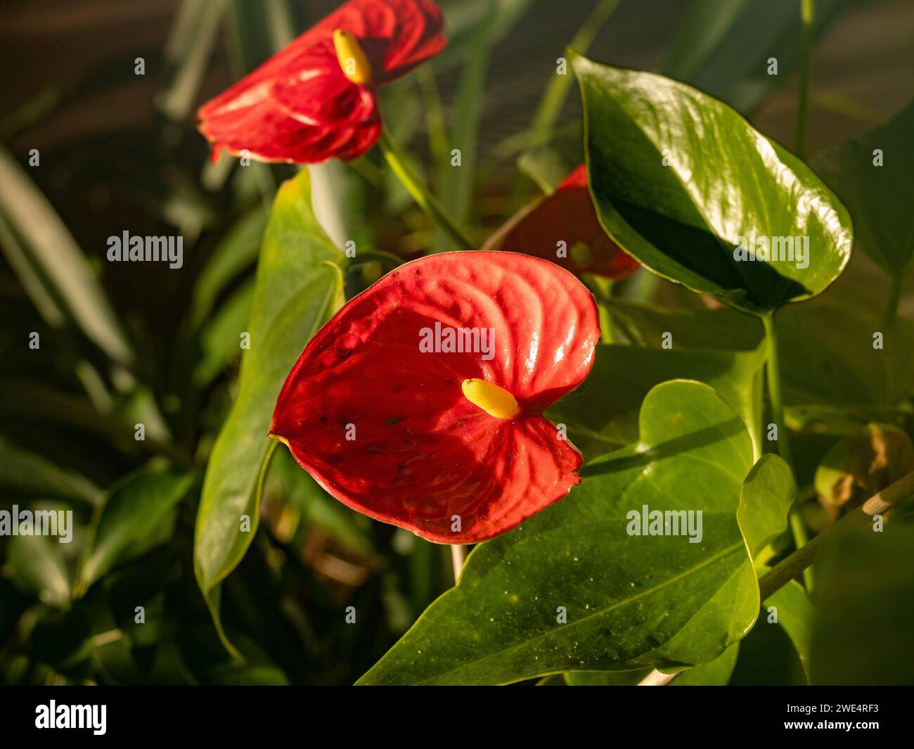 Anthurium andreanum in Sonnenschein getaucht Stockfoto