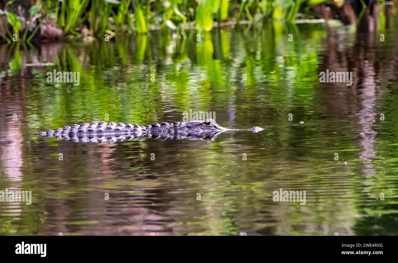Florida Alligator Schwimmen im Wakulla Springs State Park in der Nähe von Tallahassee, Florida Stockfoto