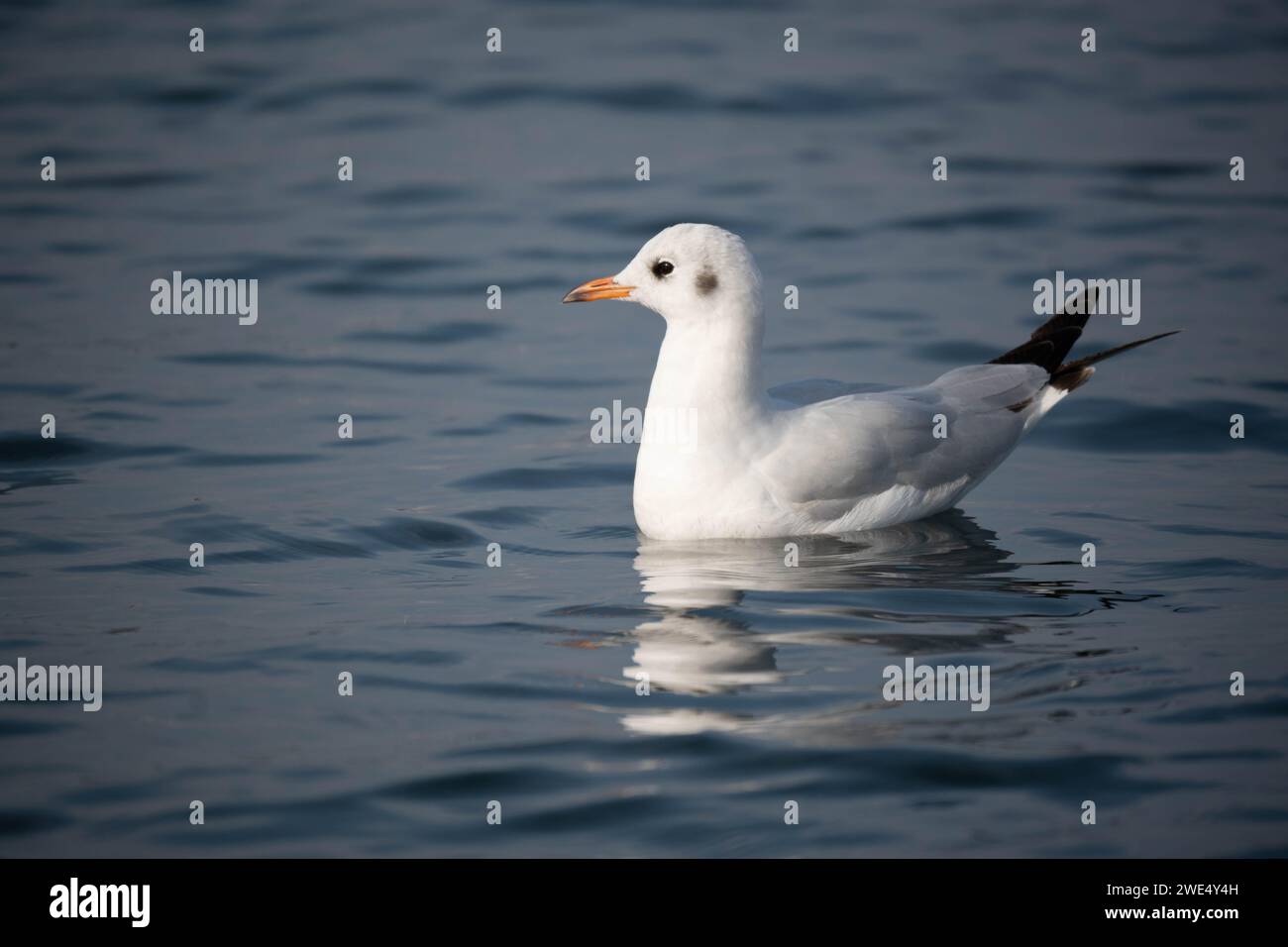 Möwen sind robuste, langgeflügelte Vögel mit kräftigen, hakenförmigen und vollständig gewebten Füßen, außer den Hinterzehen. Im Gegensatz zu Seeschwalben, die es sind Stockfoto