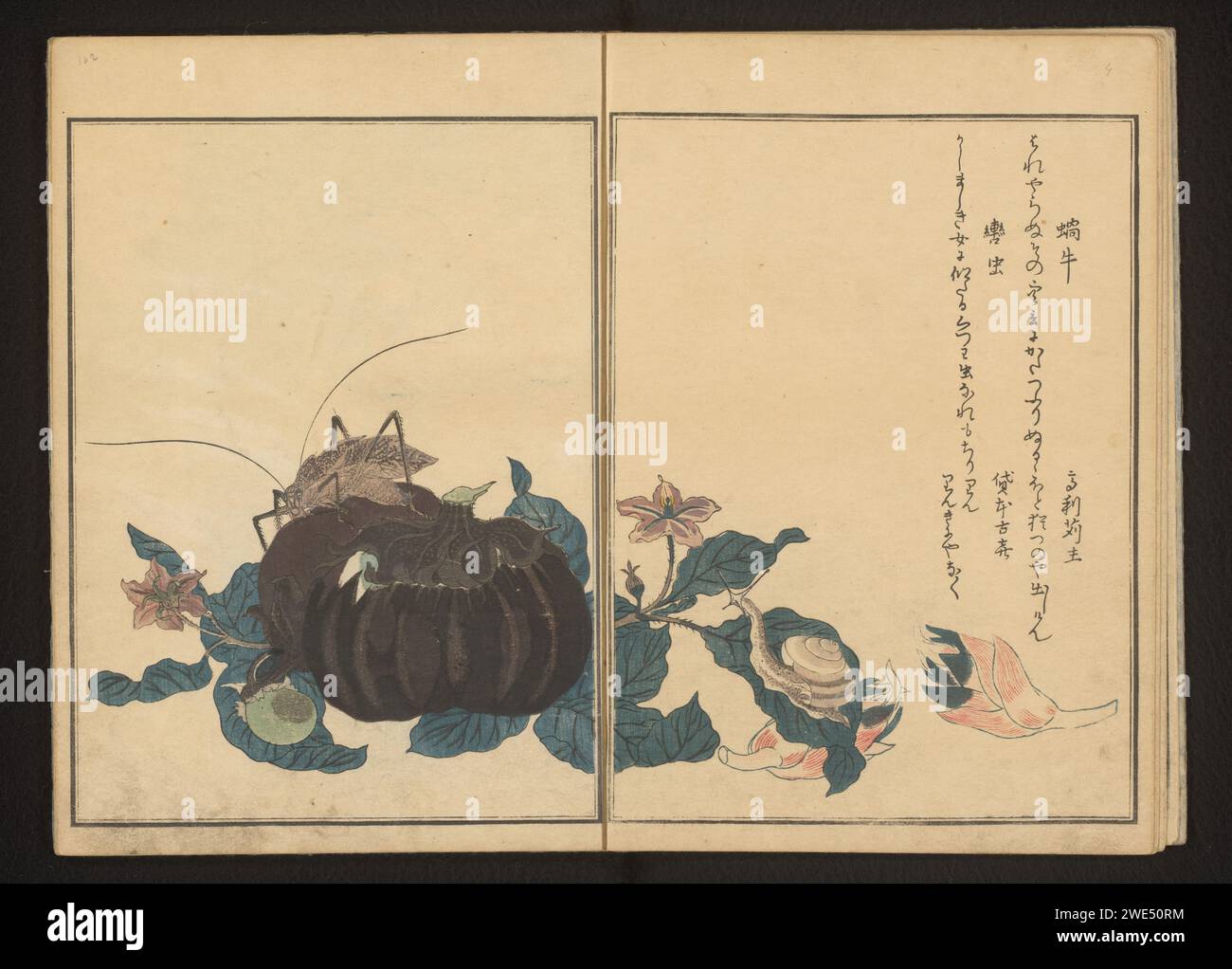 Schnecke und laute Grille auf Auberginen, 1788 Seite 14b und 15a von Teil 2 des Insektenbuchs von Utamaro. Oder Papier. Farbiger Holzschnitt Stockfoto