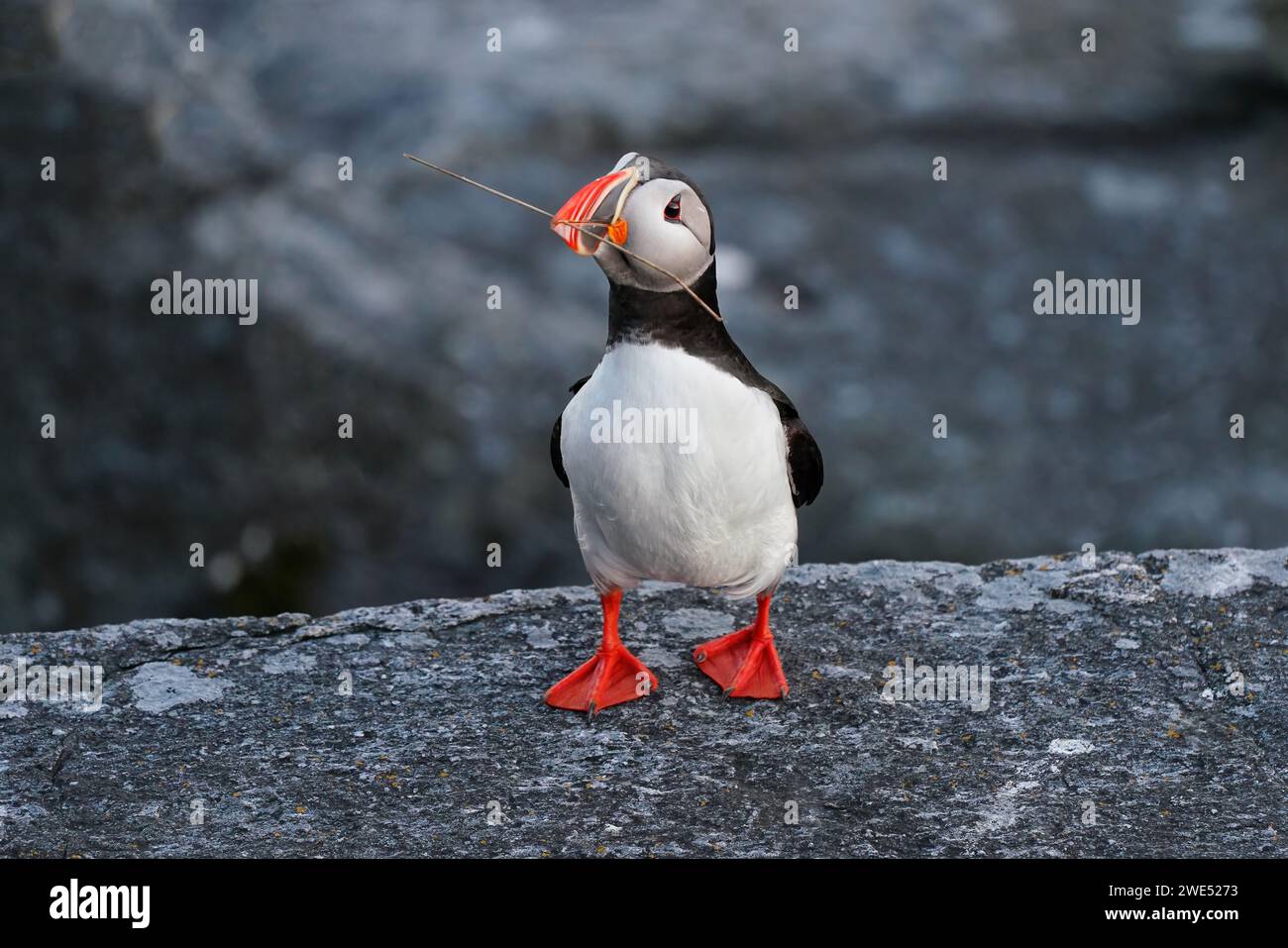 Norwegen, Runde Vogelinsel, Papageientaucher mit Nistmaterial Stockfoto