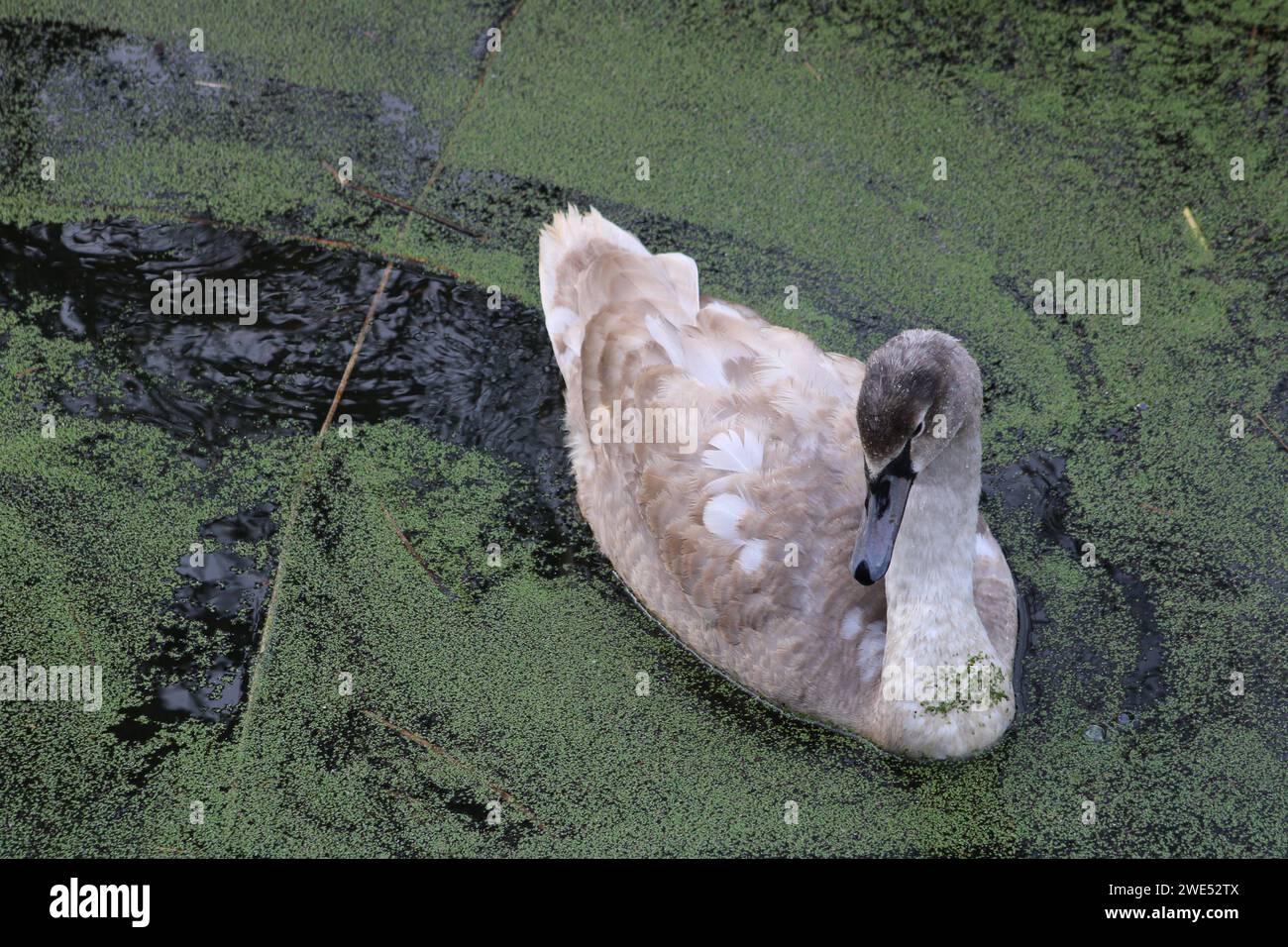 Schwan schwimmt entlang eines Flusses Stockfoto