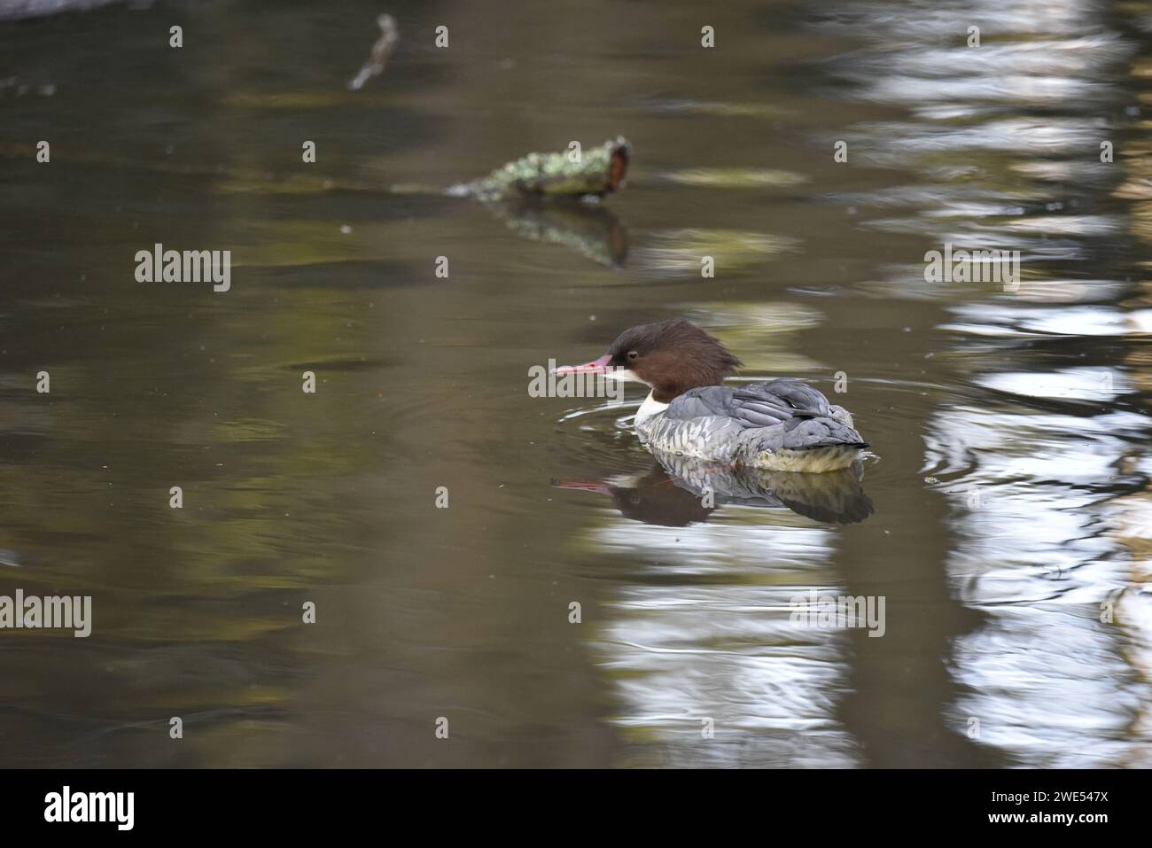 Weibliche Gänseherin (Mergus merganser) schwimmt mit dem Kopf nach links, rechts vom Bild, reflektiert in sonnendurchflutetem Wasser, aufgenommen im Winter, Großbritannien Stockfoto