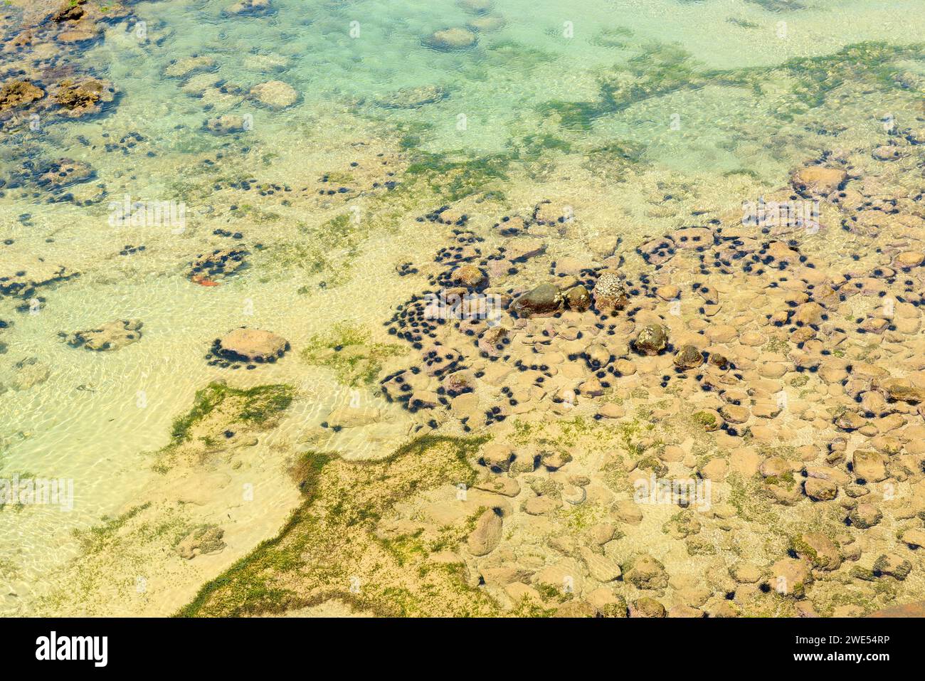 Sandiger Meeresboden mit Seeigeln. Stockfoto