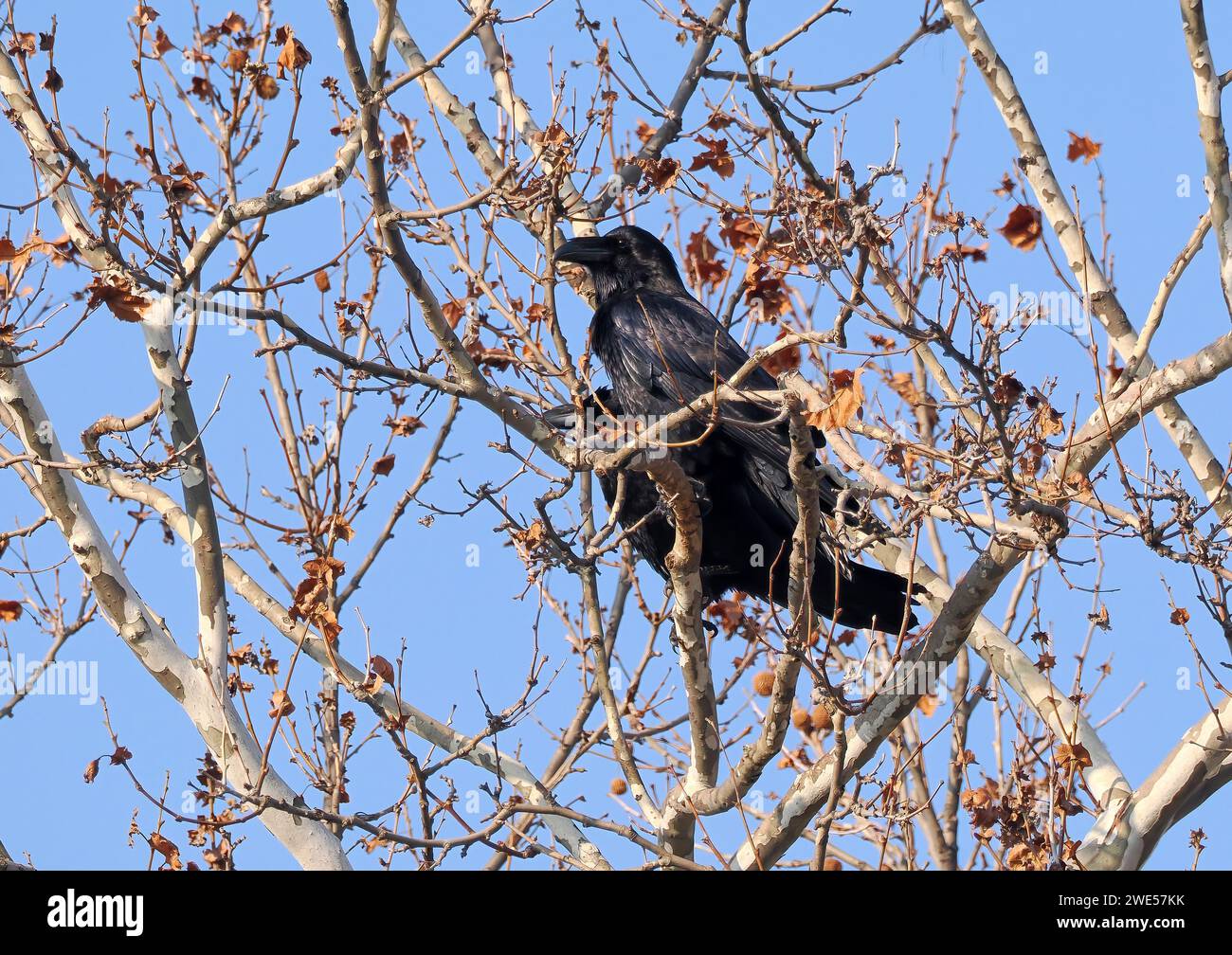 Rabe, Kolkrabe, Grand Corbeau, Corvus corax, holló, Budapest, Ungarn, Magyarország, Europa Stockfoto