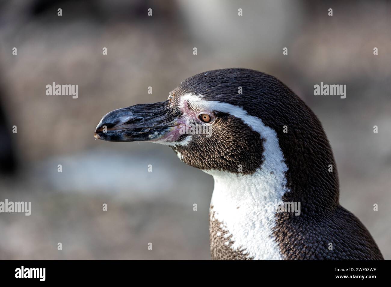 Charmanter Humboldt-Pinguin (Spheniscus humboldti), der anmutig durch die Küstengewässer Perus navigiert. Eine reizvolle Begegnung mit diesem charismatischen Seabir Stockfoto