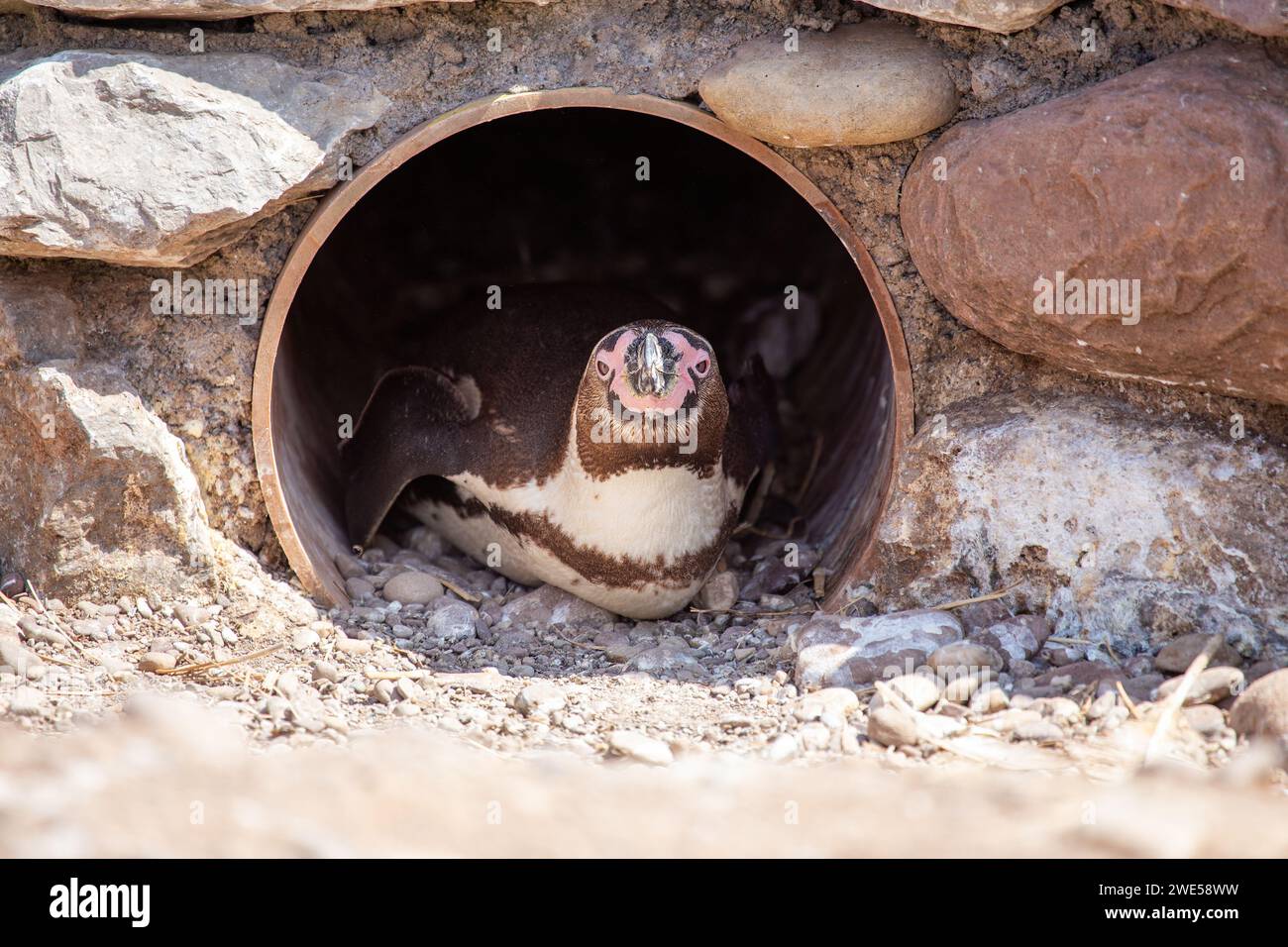 Charmanter Humboldt-Pinguin (Spheniscus humboldti), der anmutig durch die Küstengewässer Perus navigiert. Eine reizvolle Begegnung mit diesem charismatischen Seabir Stockfoto