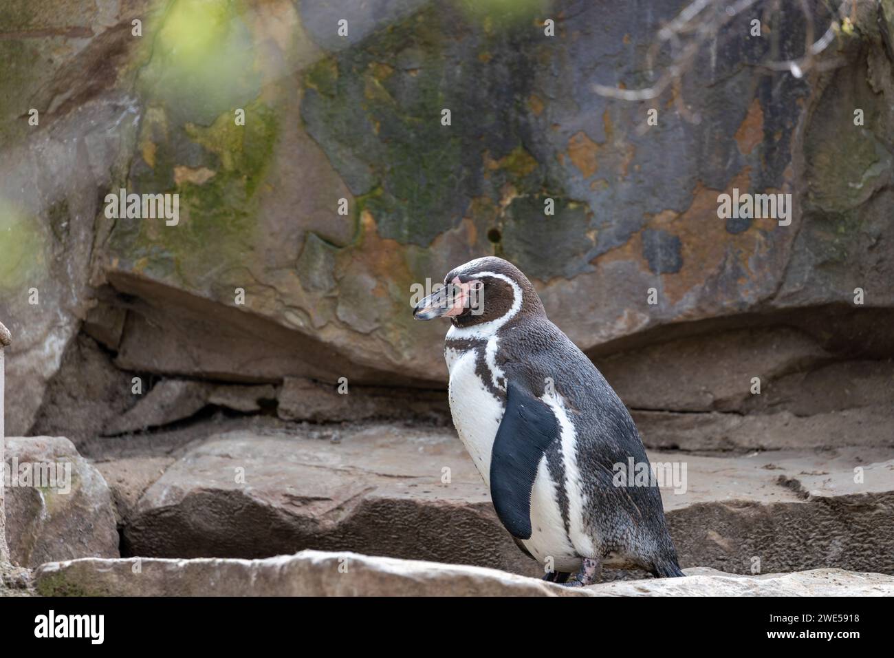 Charmanter Humboldt-Pinguin (Spheniscus humboldti), der anmutig durch die Küstengewässer Perus navigiert. Eine reizvolle Begegnung mit diesem charismatischen Seabir Stockfoto