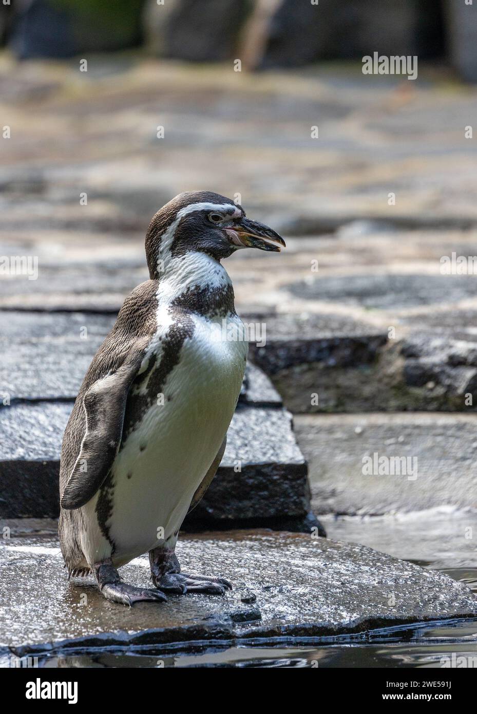 Charmanter Humboldt-Pinguin (Spheniscus humboldti), der anmutig durch die Küstengewässer Perus navigiert. Eine reizvolle Begegnung mit diesem charismatischen Seabir Stockfoto