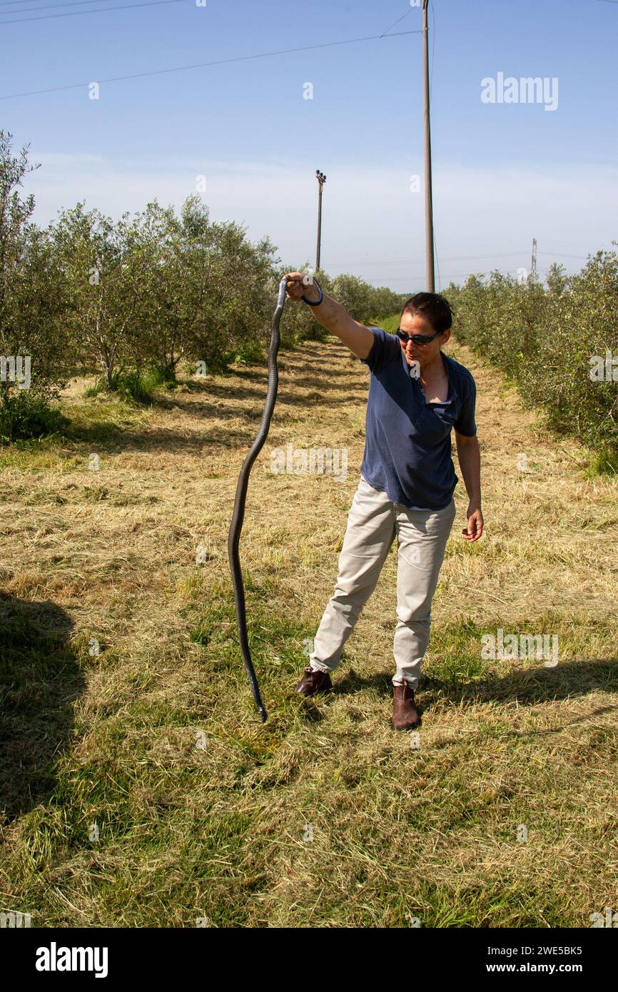 Eine Frau fängt auf dem Feld Schwarze Whipsnake Stockfoto