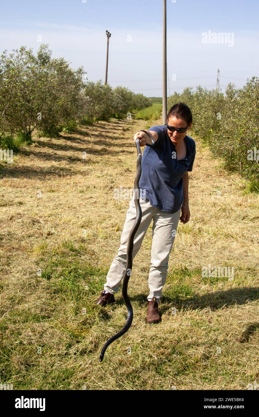 Eine Frau fängt auf dem Feld Schwarze Whipsnake Stockfoto