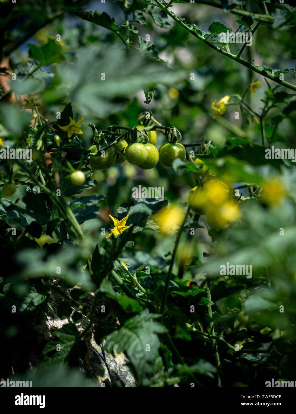 Reifende Tomatenfrüchte, Tomatensaison Stockfoto