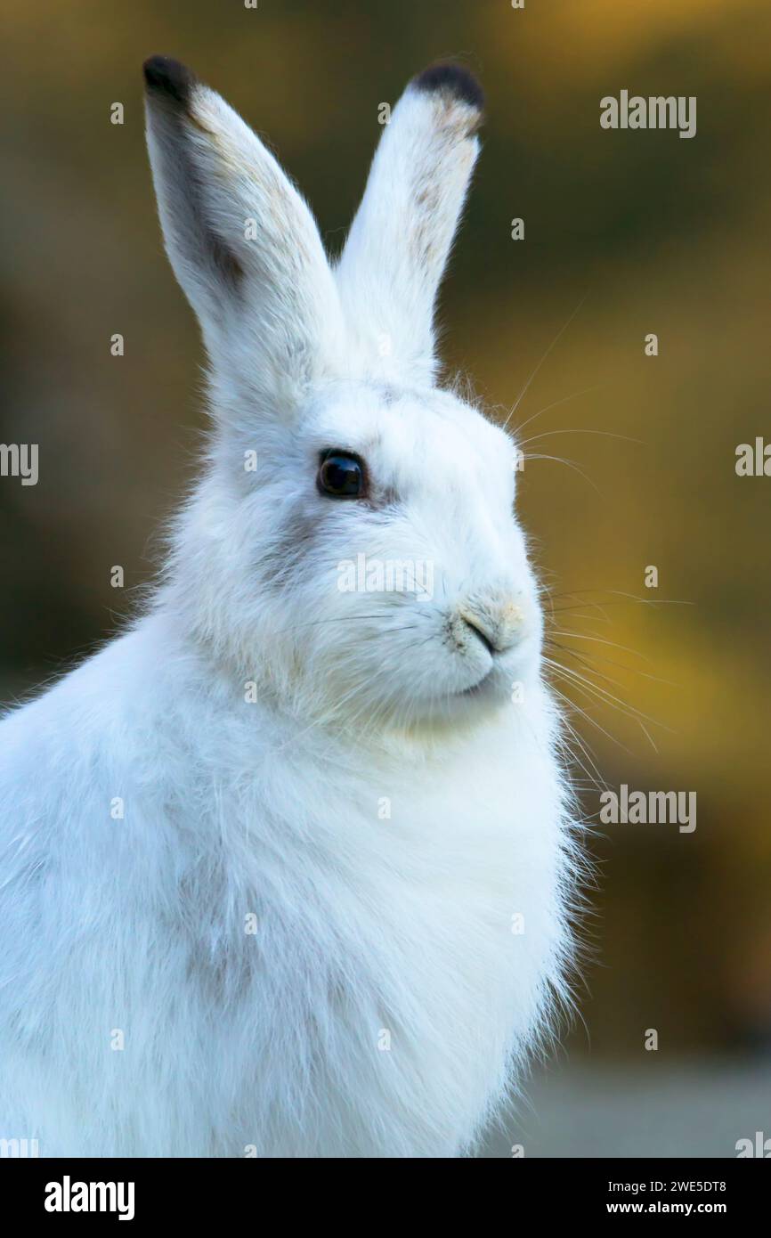 Nahaufnahme eines Berghasen. Stockfoto