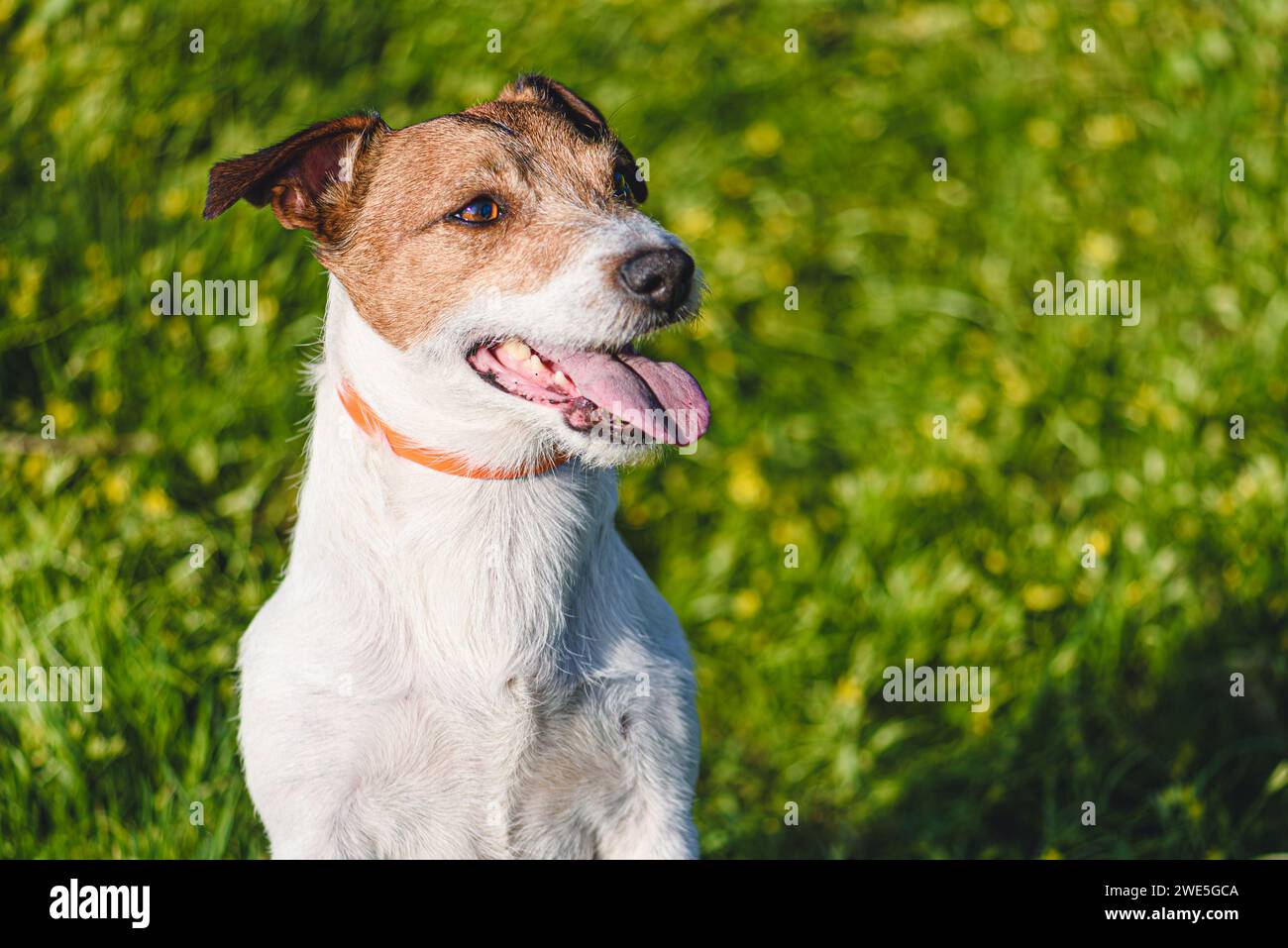 Porträt eines Hundes mit Antifloh- und Zeckenkragen am sonnigen Frühlingstag Stockfoto
