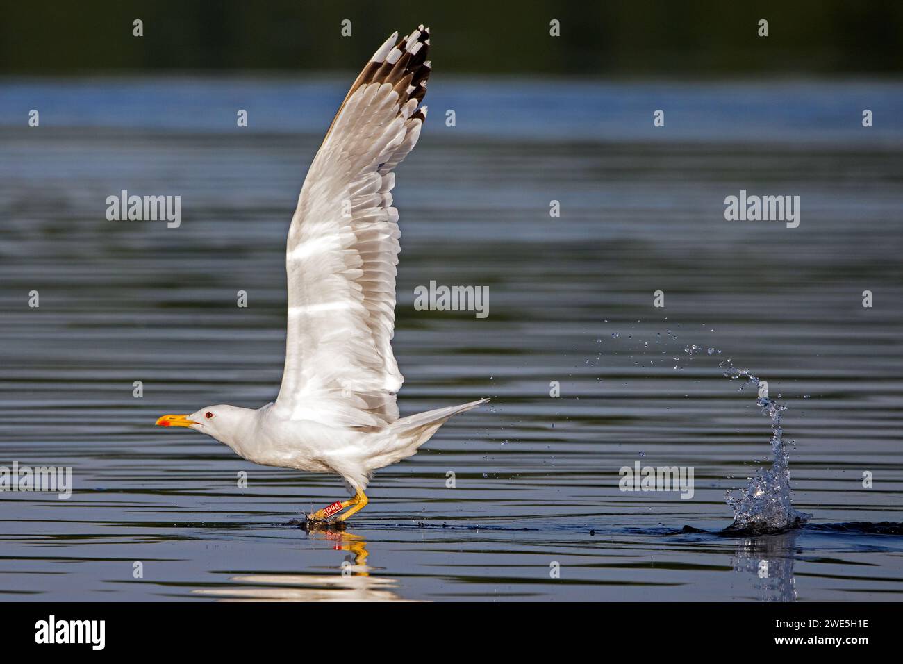 Ringmöwe (Larus michahellis), die von der Wasseroberfläche abgeht Stockfoto