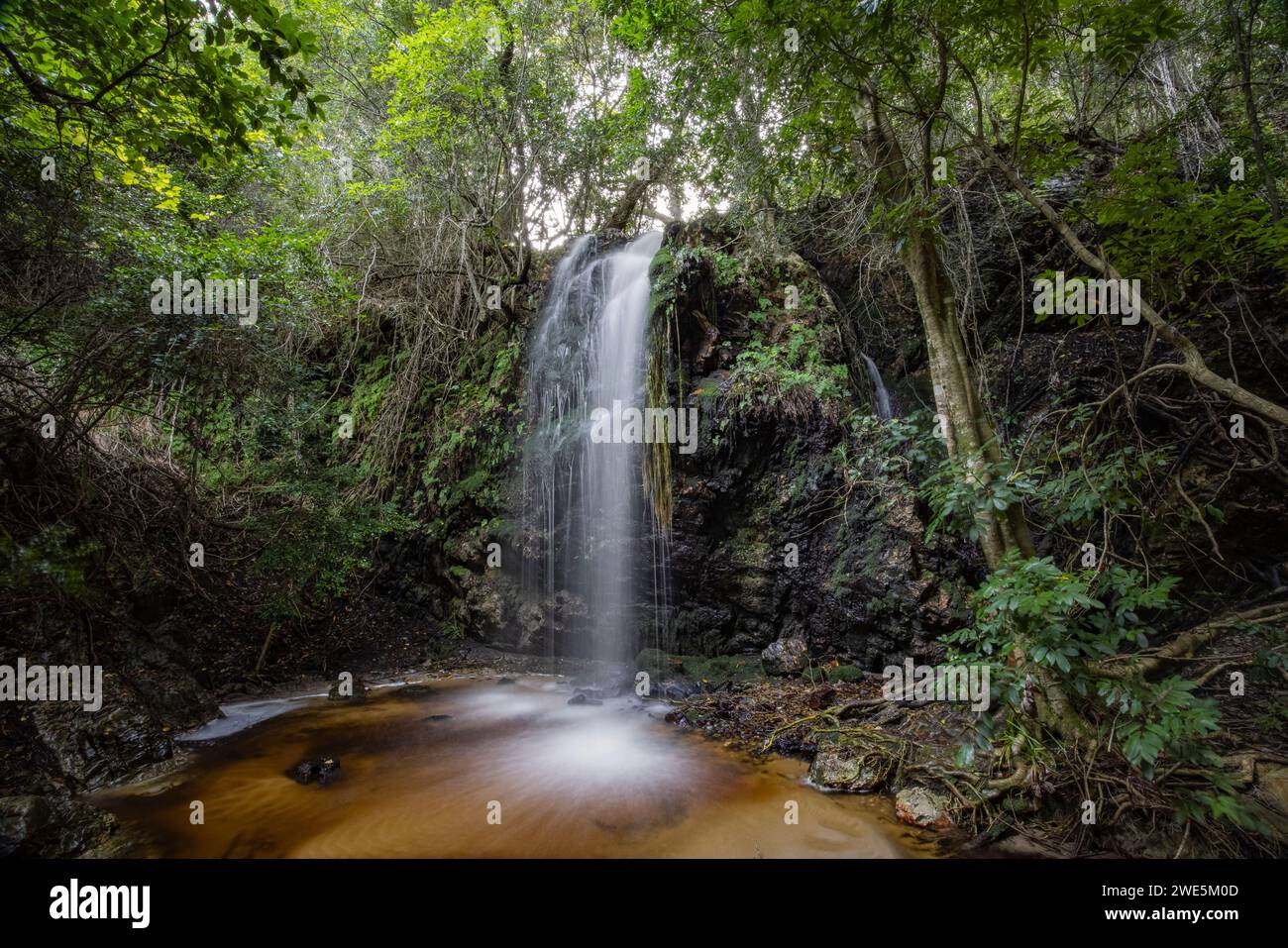 Wasserfall im unberührten Wald, Grootbos Private Nature Reserve, Westkap, Südafrika Stockfoto