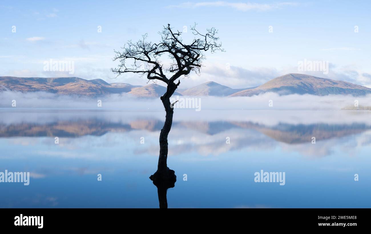 Milarrochy Bay Lone Tree, Loch Lomond, Schottland Stockfoto