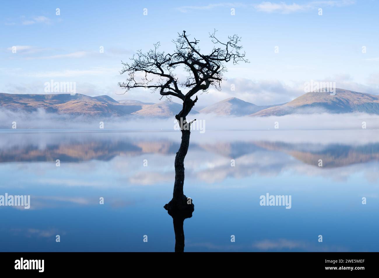 Loch Lomond - Milarrochy Bay einsamer Baum im Winter - Schottland Stockfoto