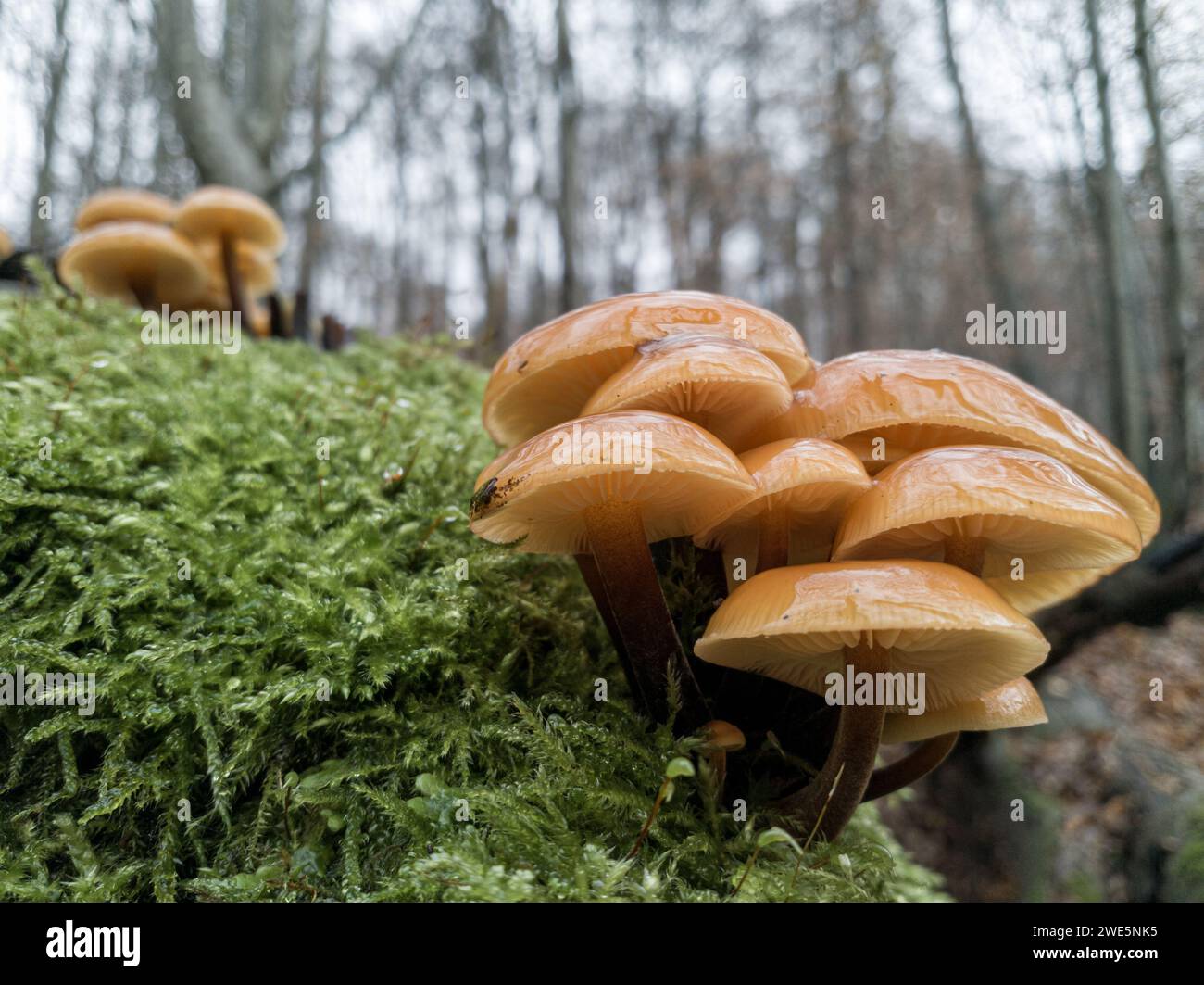 Flammulina velutipes, Samtußrübling, Enokitake, Samtstiel , Collybia velutipes], Samtschaft, Winterpilz, goldener Nadelpilz Stockfoto