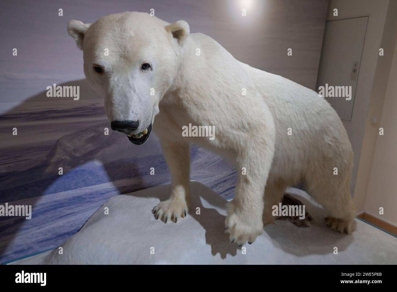 Ausgestopfte Eisbärin Nancy, Naturkundemuseum, Breite Straße, Potsdam, Brandenburg, Deutschland Stockfoto