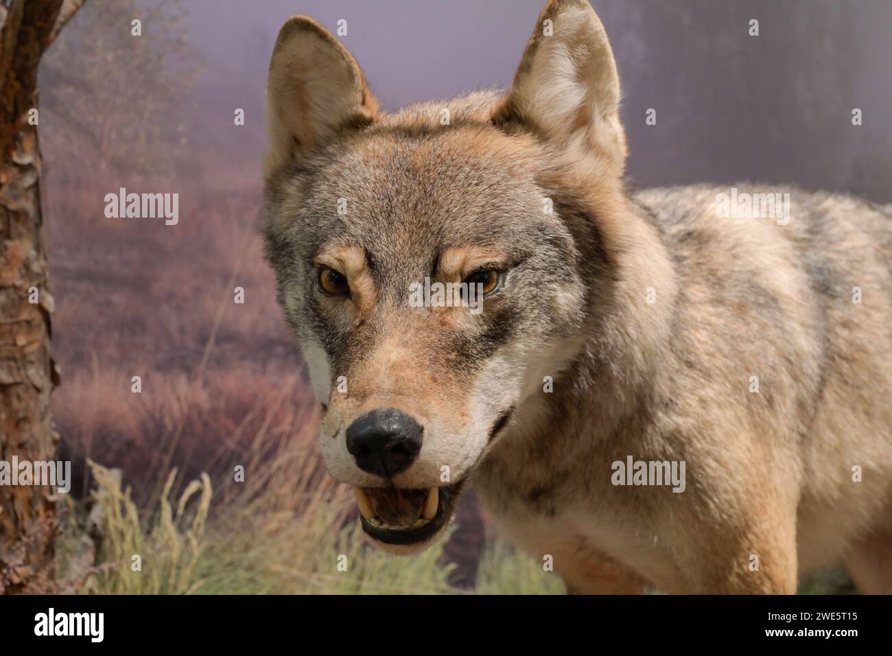 Ausgestopfter Wolf Canis Lupus, Naturkundemuseum, Breite Straße, Potsdam, Brandenburg, Deutschland Ausgestopfter Wolf Canis Lupus, Naturkundemuseum, Breite Straße, Potsdam, Brandenburg, Deutschland *** gefüllter Wolf Canis Lupus , Naturkundemuseum, Breite Straße, Potsdam, Brandenburg, Deutschland gefüllter Wolf Canis Lupus , Naturkundemuseum, Breite Straße, Potsdam, Brandenburg, Deutschland Stockfoto