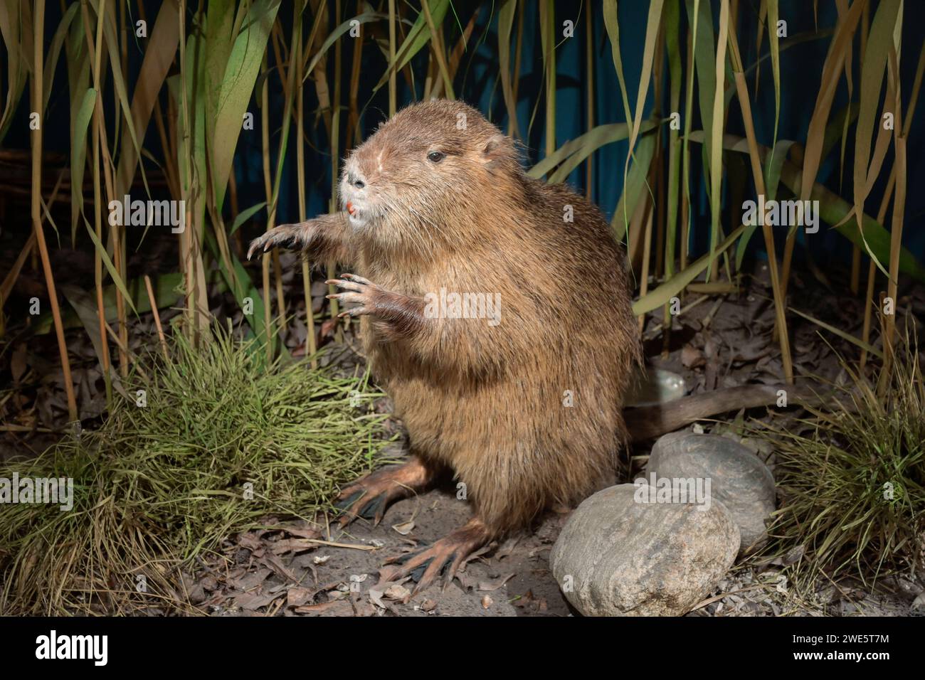 Ausgestopfter Bisam Ondatra zibethicus, Nutria, Naturkundemuseum, Breite Straße, Potsdam, Brandenburg, Deutschland Ausgestopfter Bisam Ondatra zibethicus, Nutria, Naturkundemuseum, Breite Straße, Potsdam, Brandenburg, Deutschland *** gefüllte Muskrate Ondatra zibethicus , Nutria, Naturkundemuseum, Breite Straße, Potsdam, Brandenburg, Deutschland gefüllte Muskrate Ondatra zibethicus , Nutria, Naturkundemuseum, Breite Straße, Potsdam, Brandenburg, Deutschland Stockfoto