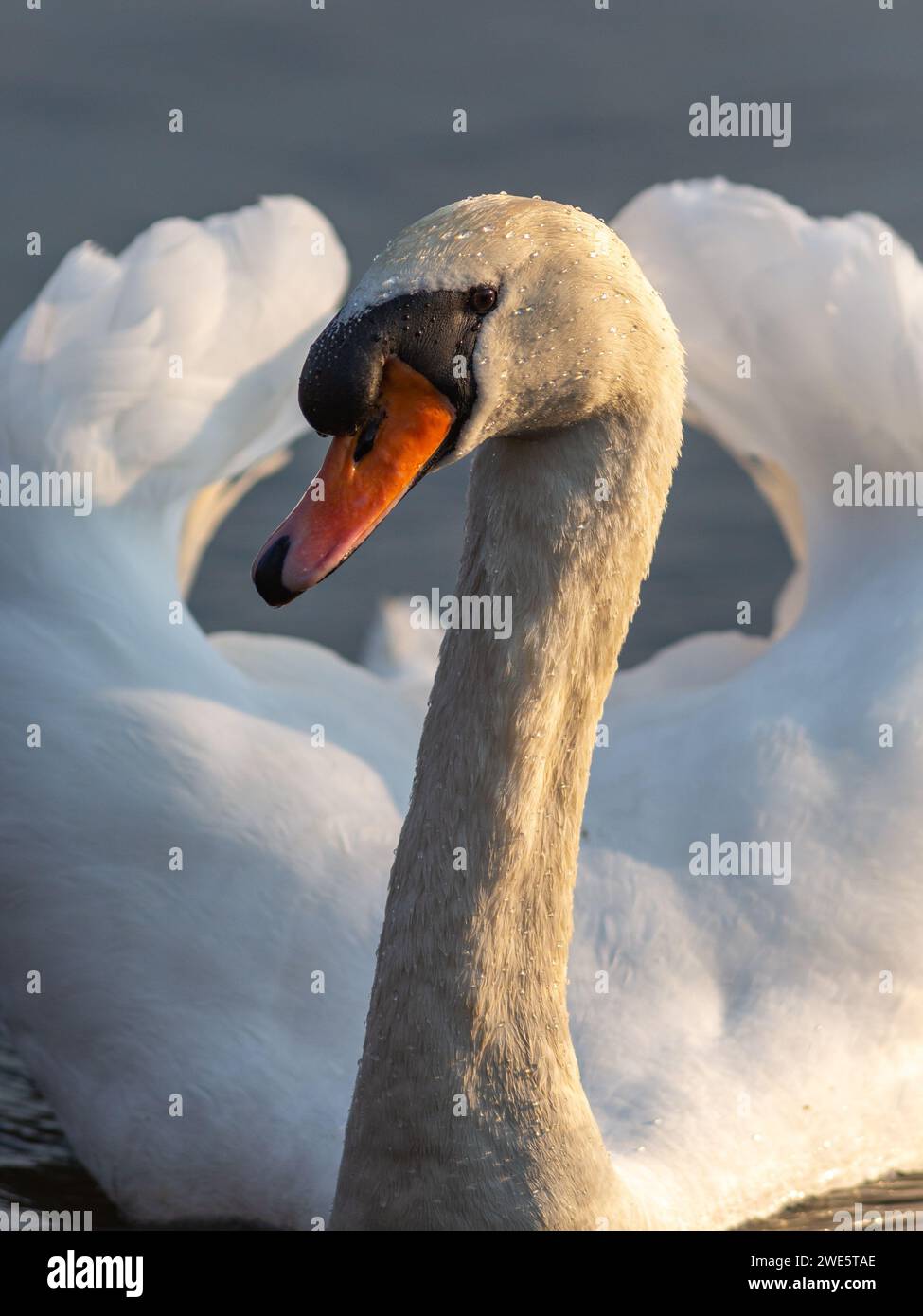 Ein stummer Schwan in mittlerer Nahaufnahme, sein Kopf drehte sich seitlich und eingerahmt zwischen bogenförmigen Flügeln nach oben und blickte in die Kamera Stockfoto