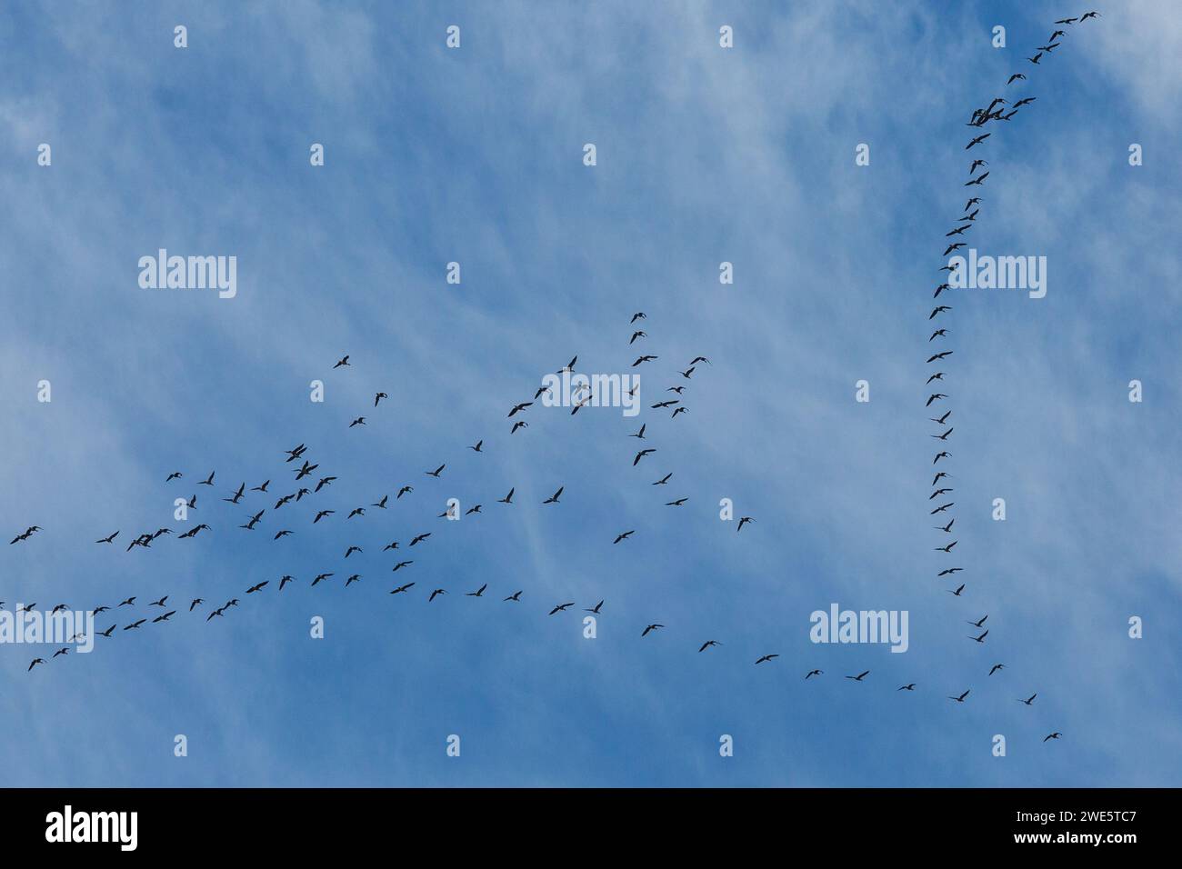 Eine Gruppe von Gänsen in V-förmiger Formation, die in Sporn Point, Yorkshire, Großbritannien, wandert Stockfoto