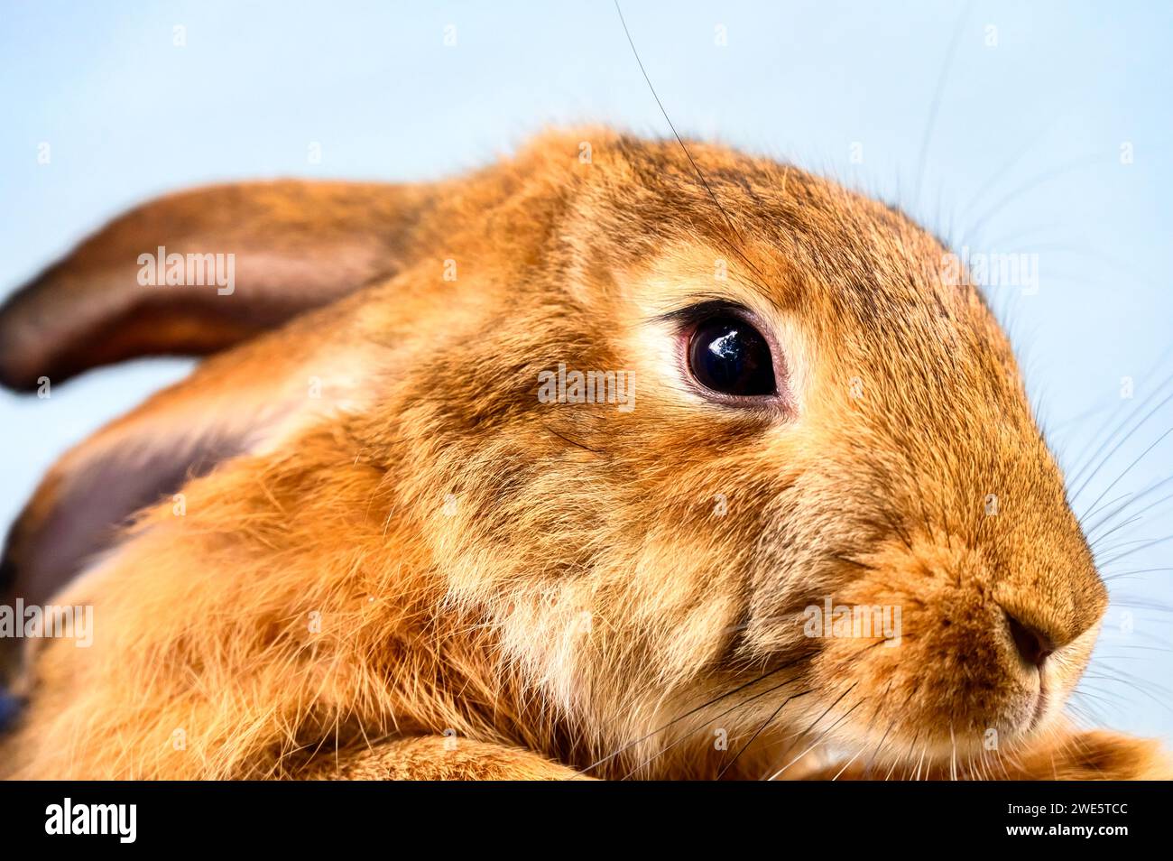 Braunes Kaninchen oder Häschen, Nahaufnahme Stockfoto