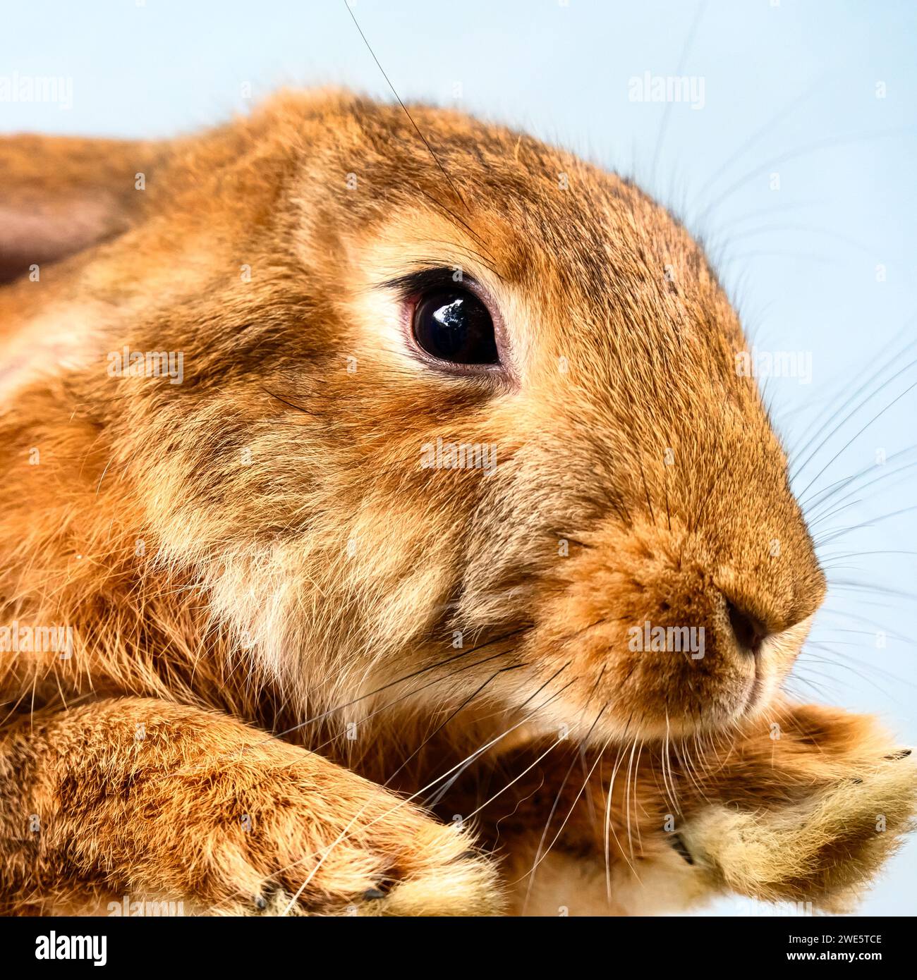 Braunes Kaninchen oder Häschen, Nahaufnahme Stockfoto