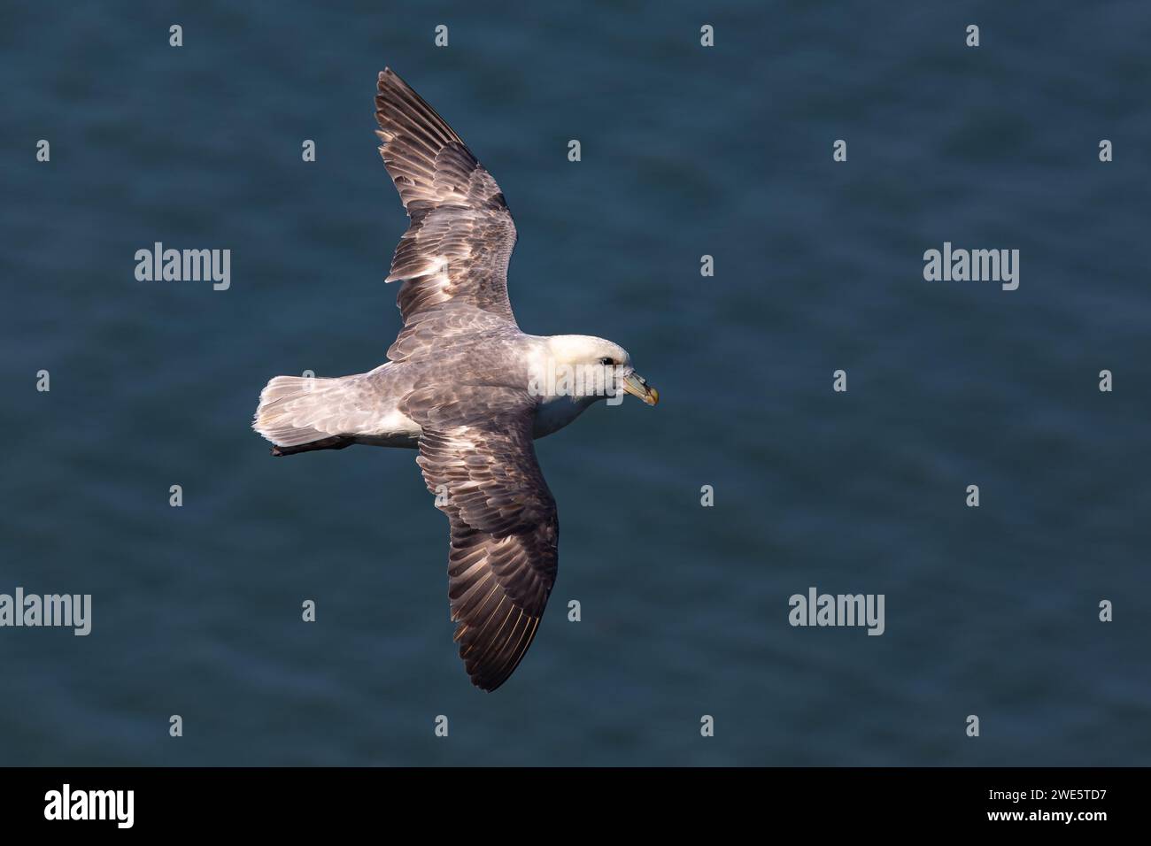 Ein Fulmar, Fulmaris glazialis, im Flug mit ausgestreckten Flügeln am Bempton Cliff, Yorkshire, Großbritannien Stockfoto