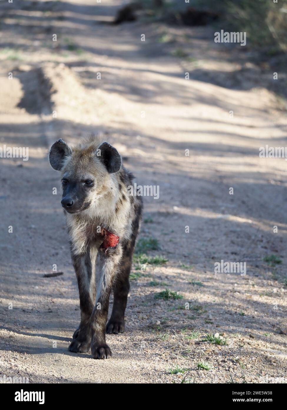 Verletzte Jugendliche Hyäne schlängelt sich die Straße hinunter, Kruger-Nationalpark, Südafrika Stockfoto