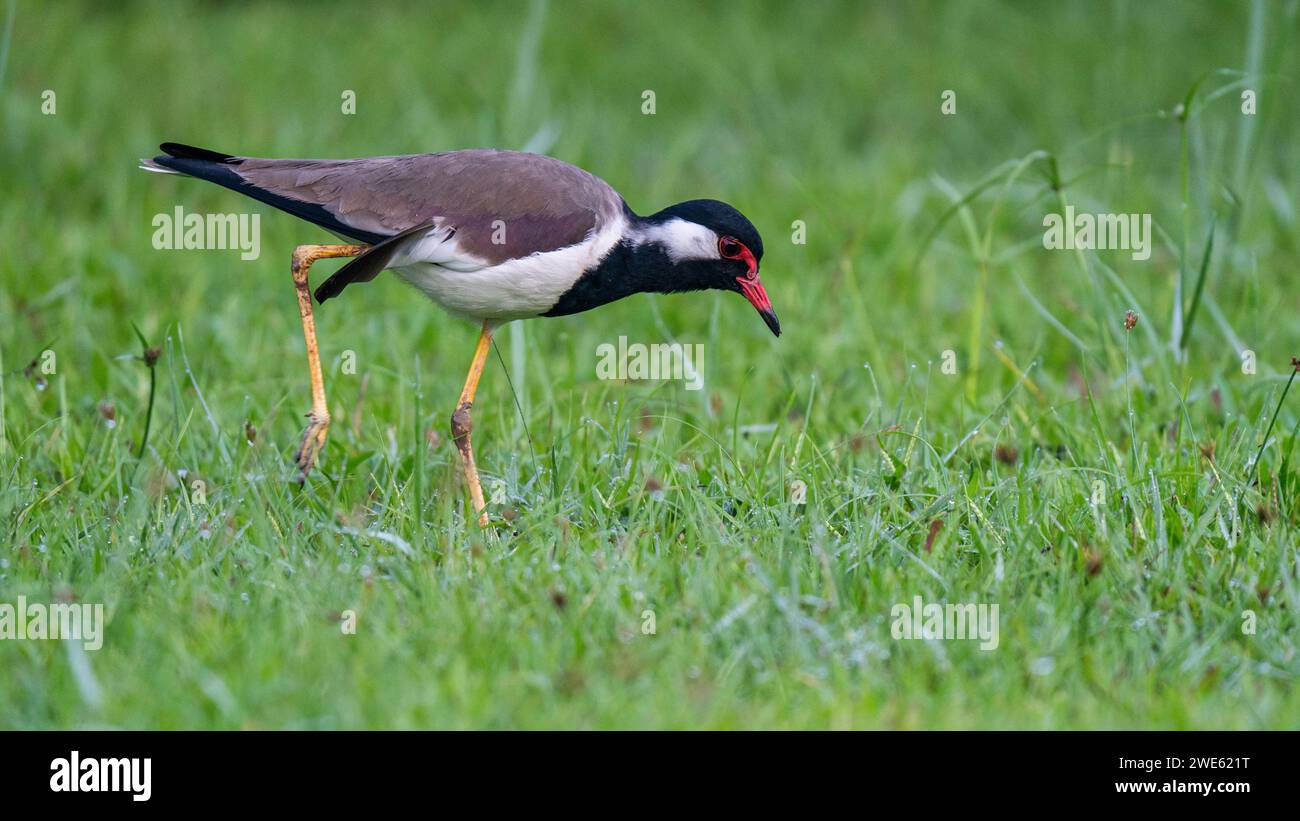 Ein kleines Vogelwesen schlendert anmutig über ein üppiges Feld aus leuchtendem grünem Gras, dessen leuchtend rote Augen einen auffälligen Kontrast bilden Stockfoto
