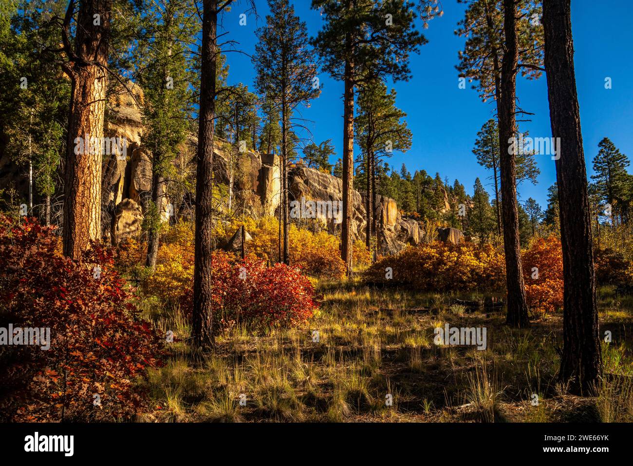 Gambel Oaks (Quercus gambelii), Beben Aspens (Populus Tremuloides) und Colluvial Tuff in der Nähe von Fenton Lake, New Mexico Stockfoto